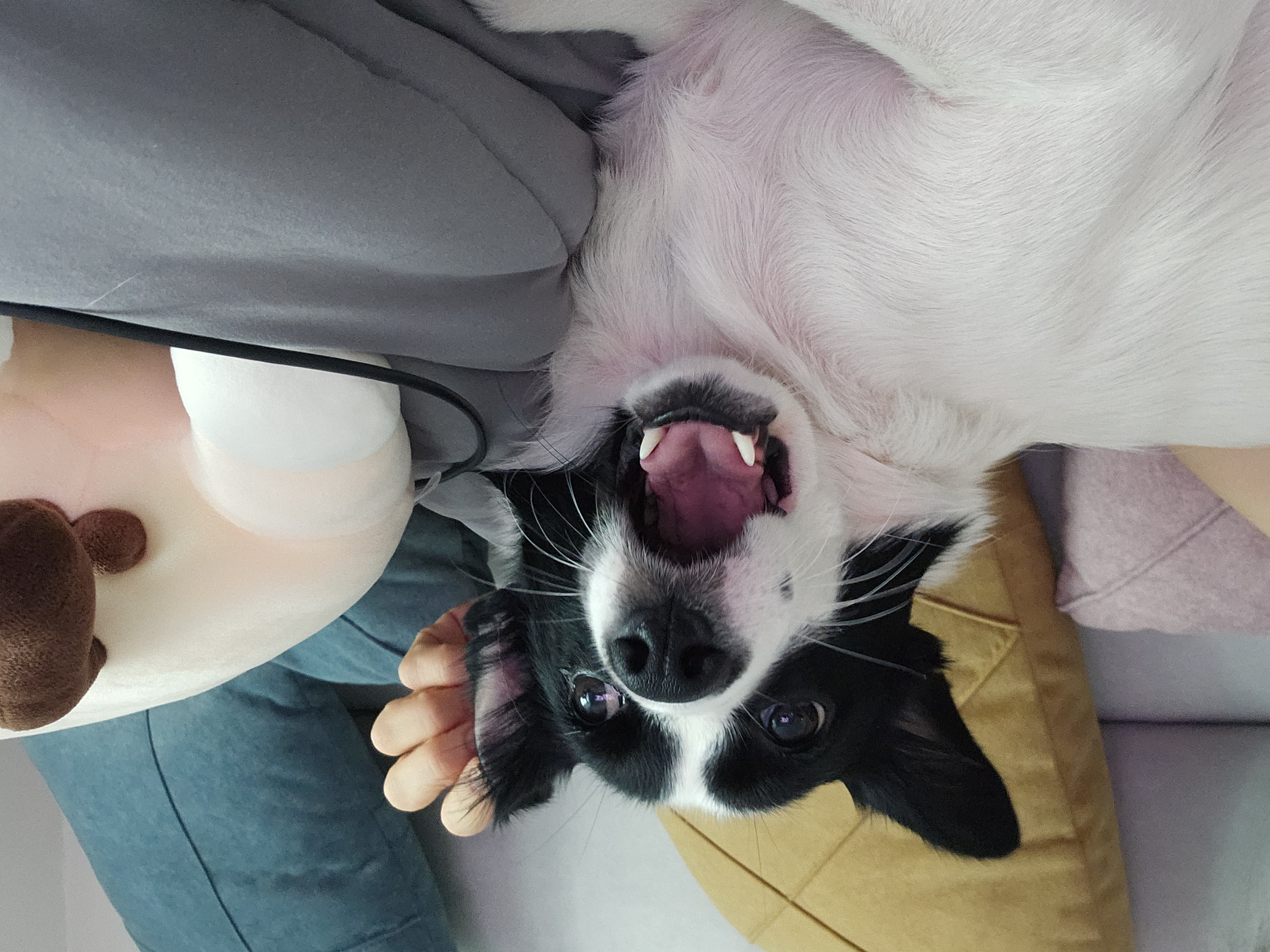 앤크 3개월 임보 후기