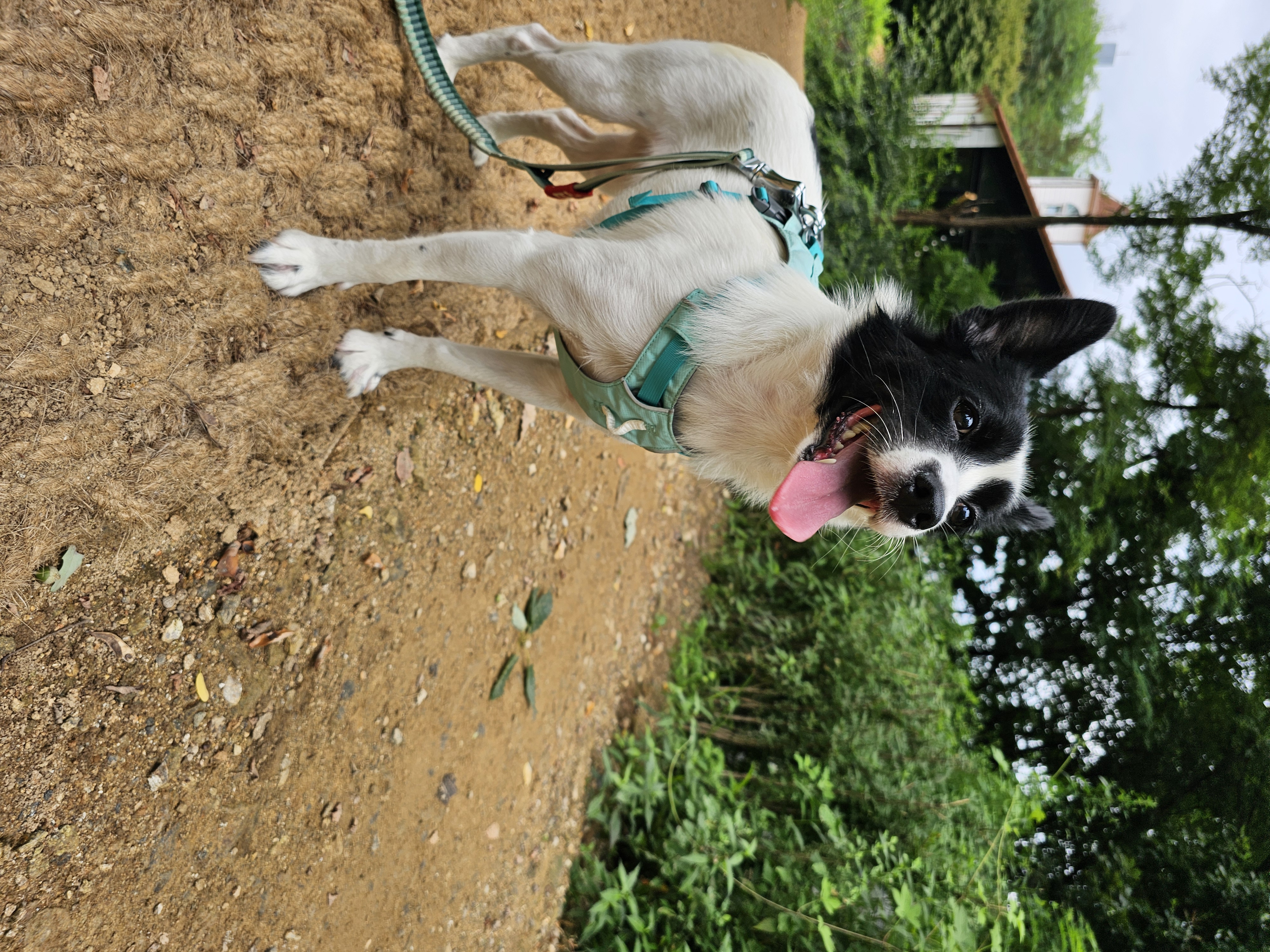 앤크 3개월 임보 후기