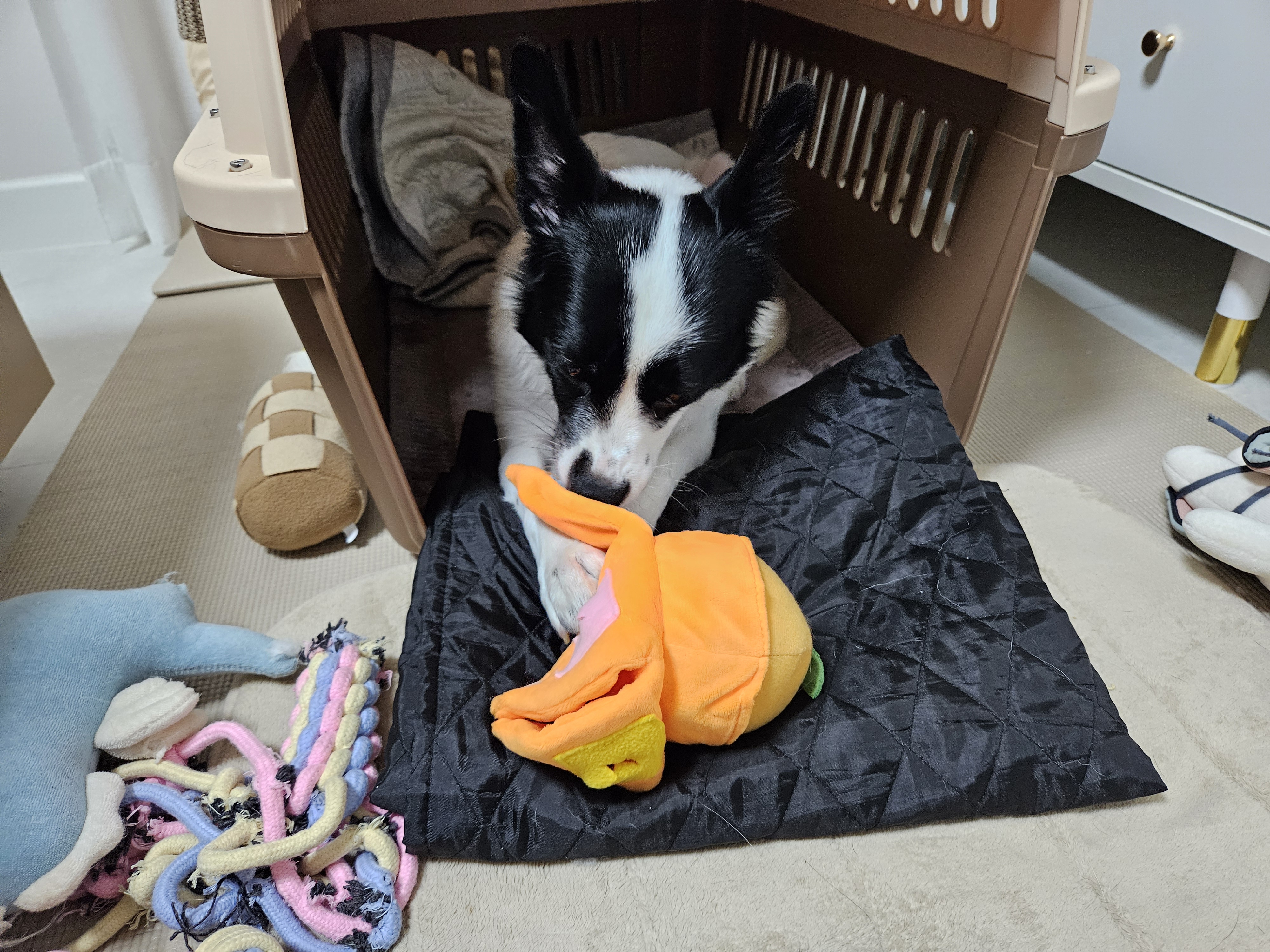 앤크 3개월 임보 후기