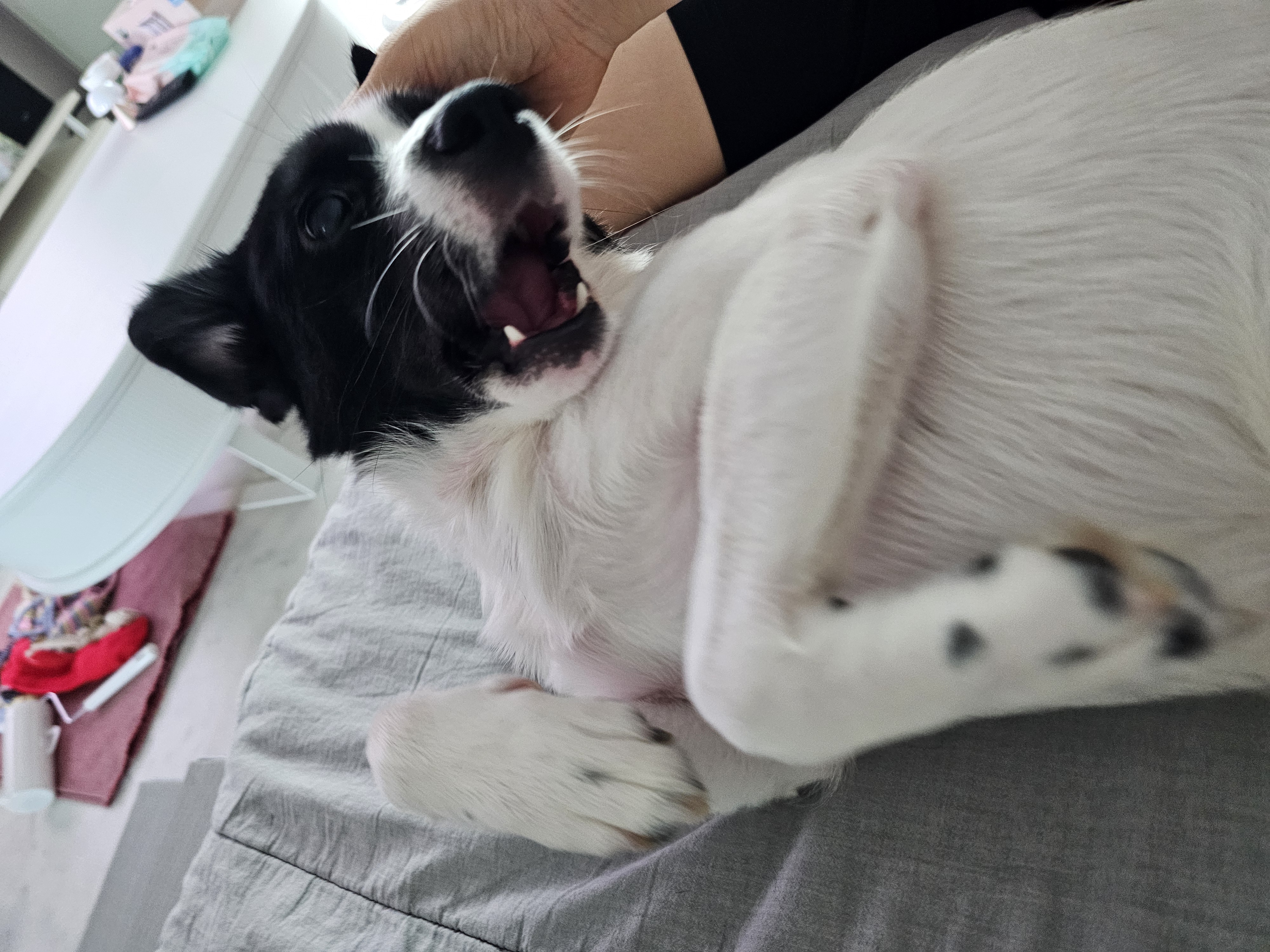 앤크 3개월 임보 후기