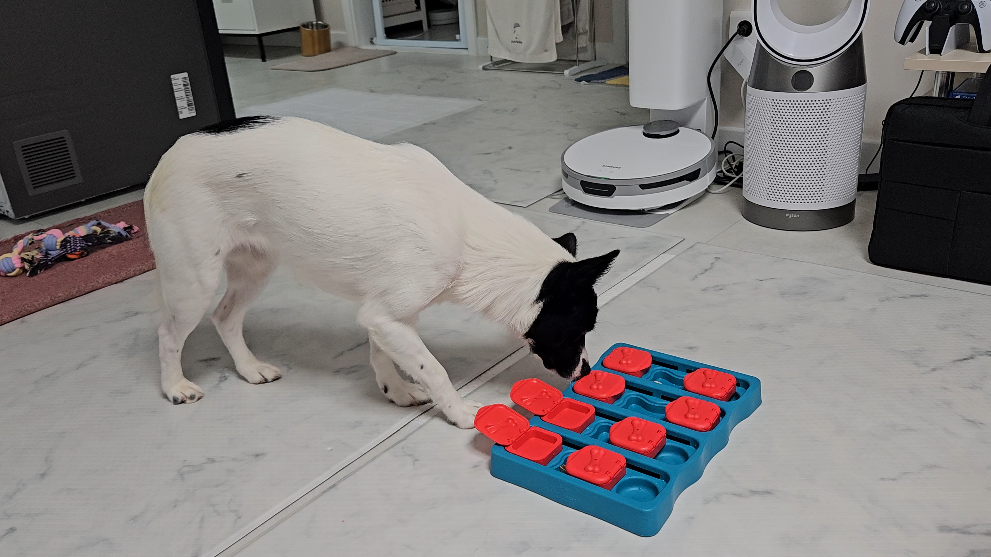 앤크 3개월 임보 후기