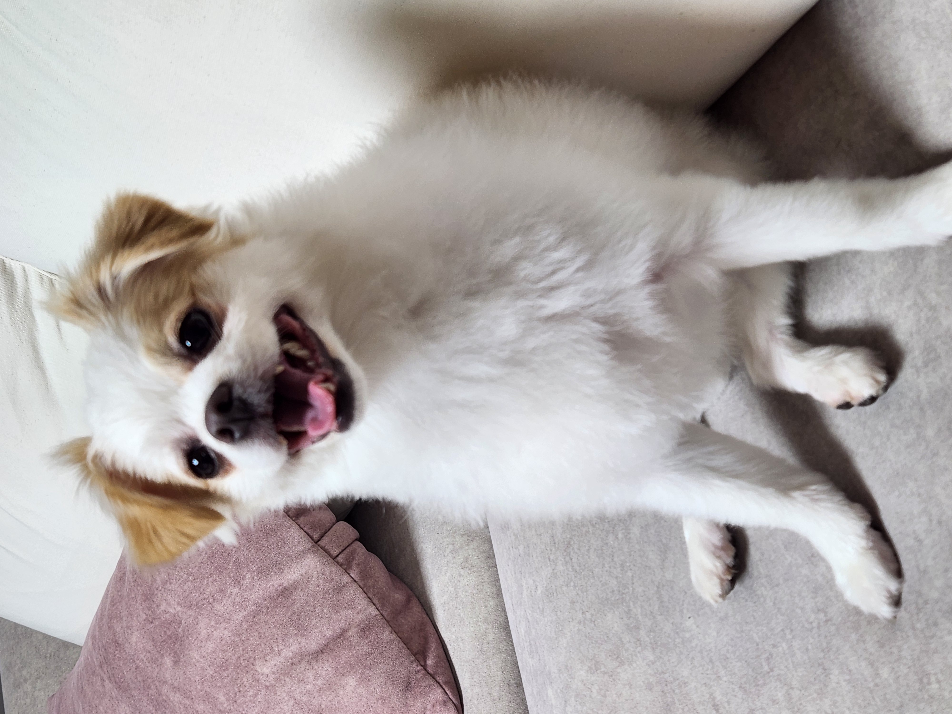 (입양전)투투.(입양후)쭌이