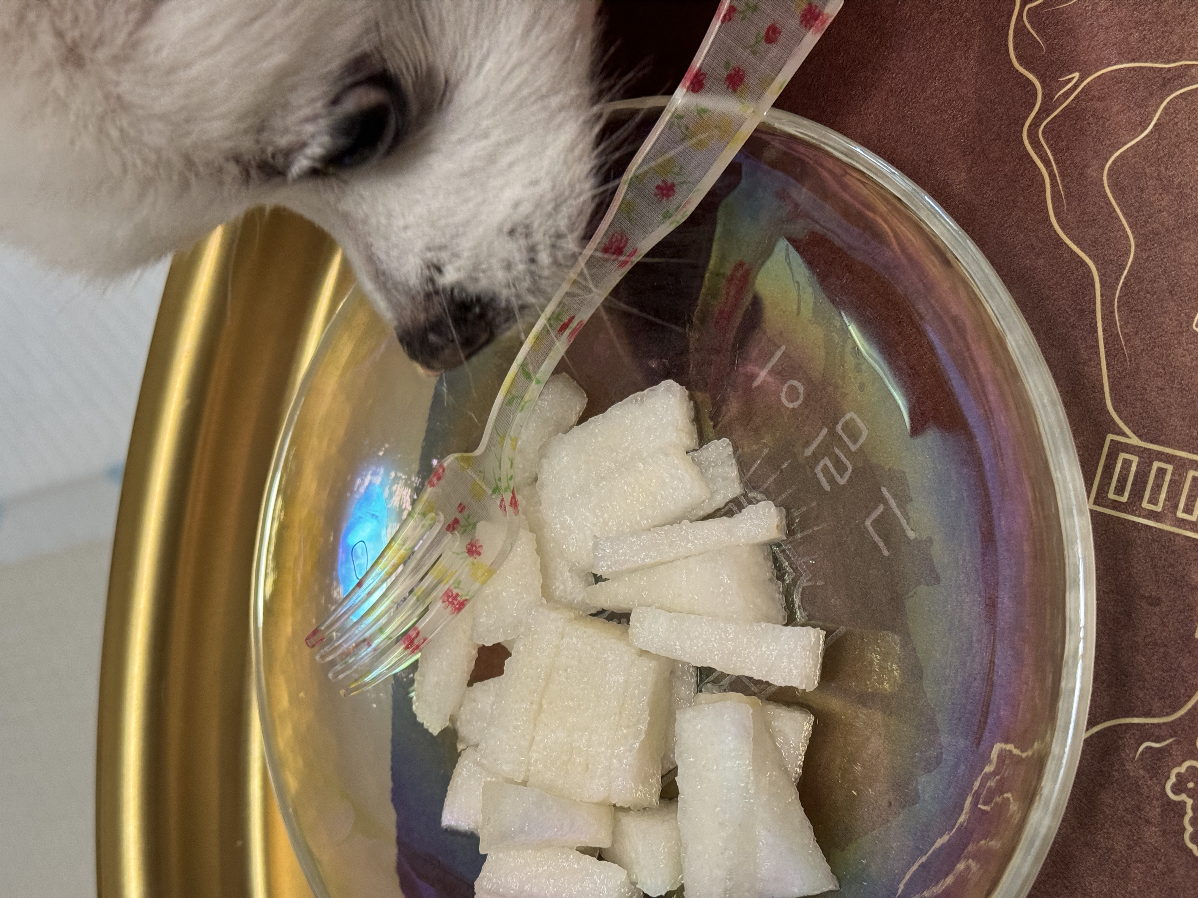 세상에서 제일 예쁜 멍멍이 그림이와 사랑에 빠진 지 3년 째