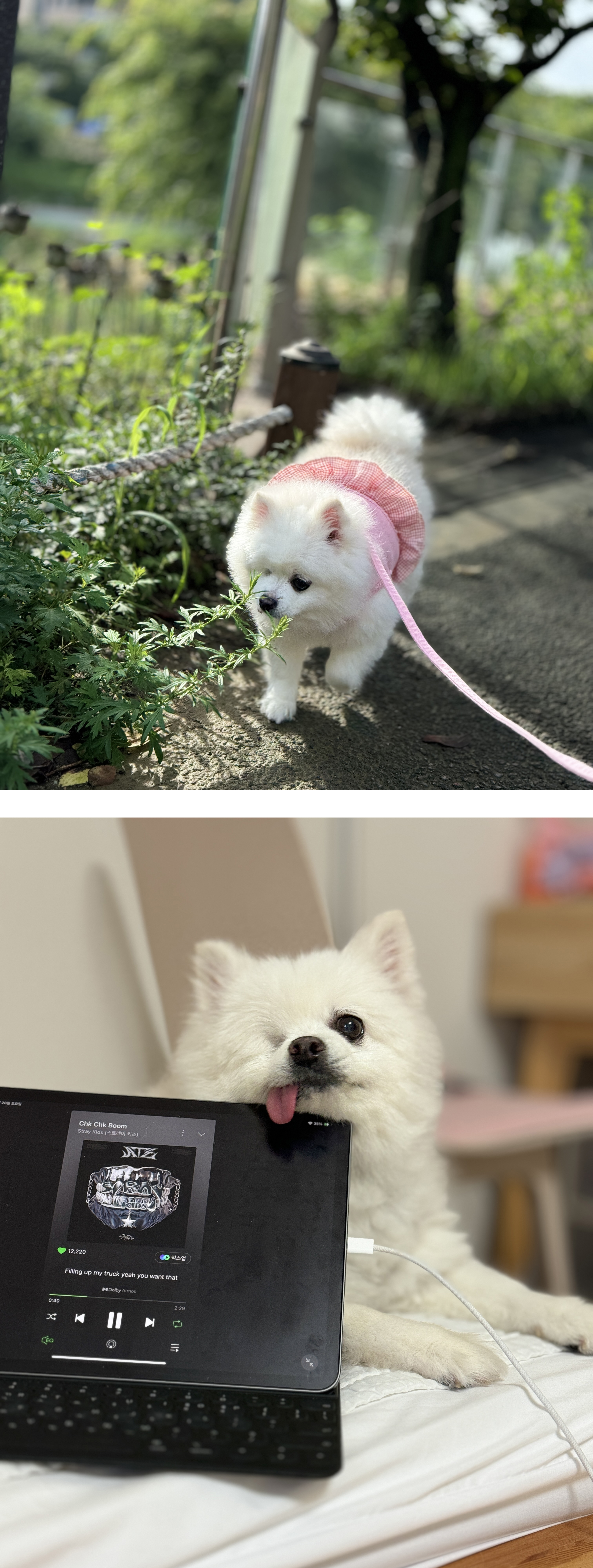 세상에서 제일 예쁜 멍멍이 그림이와 사랑에 빠진 지 3년 째