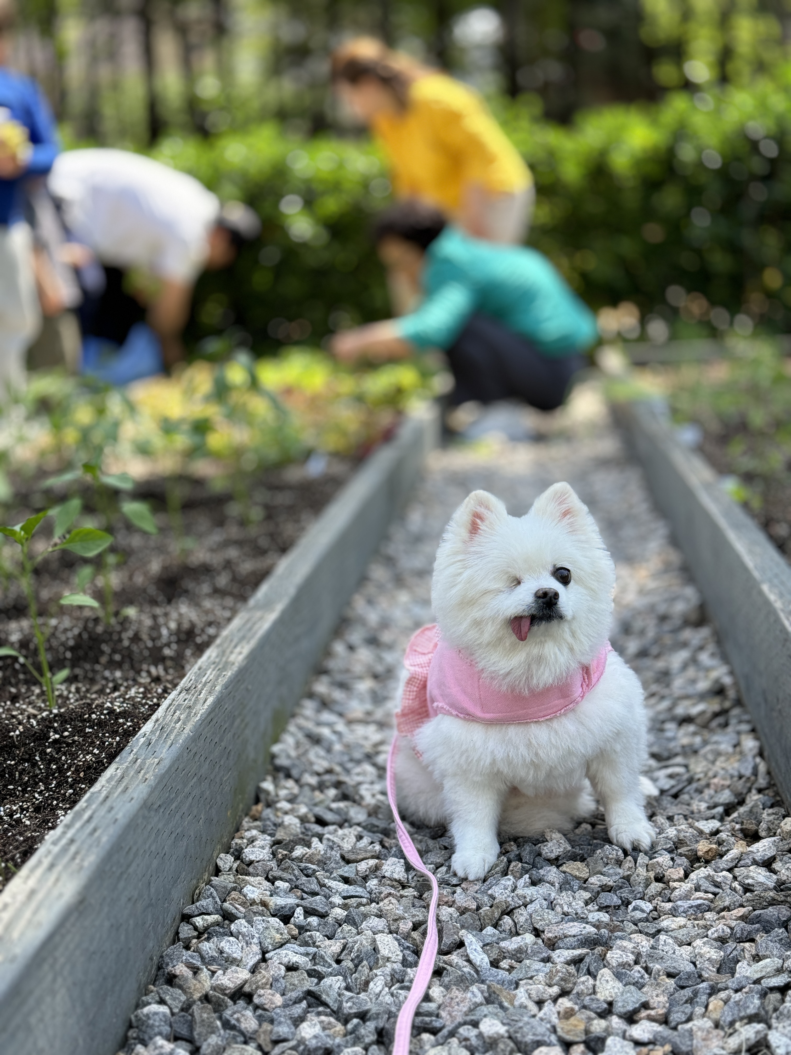 세상에서 제일 예쁜 멍멍이 그림이와 사랑에 빠진 지 3년 째