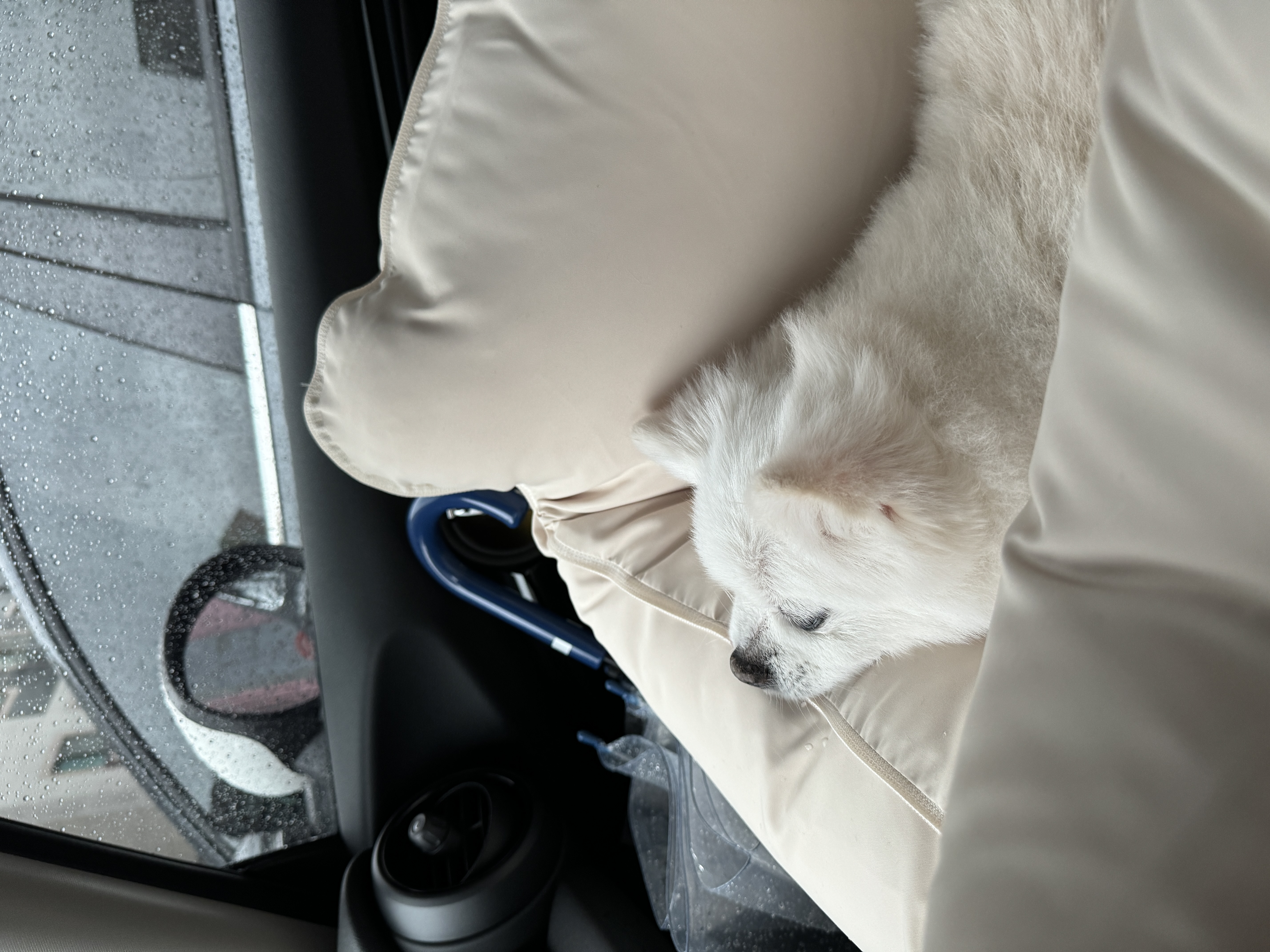 세상에서 제일 예쁜 멍멍이 그림이와 사랑에 빠진 지 3년 째