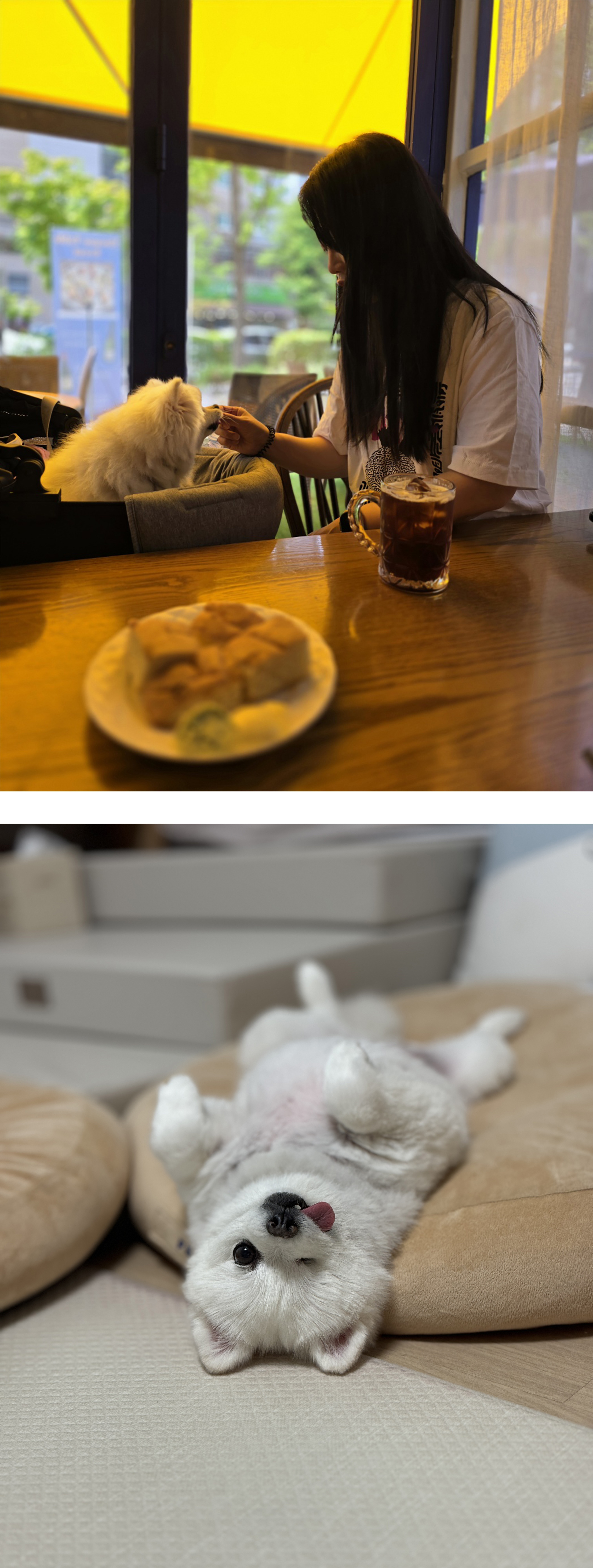 세상에서 제일 예쁜 멍멍이 그림이와 사랑에 빠진 지 3년 째