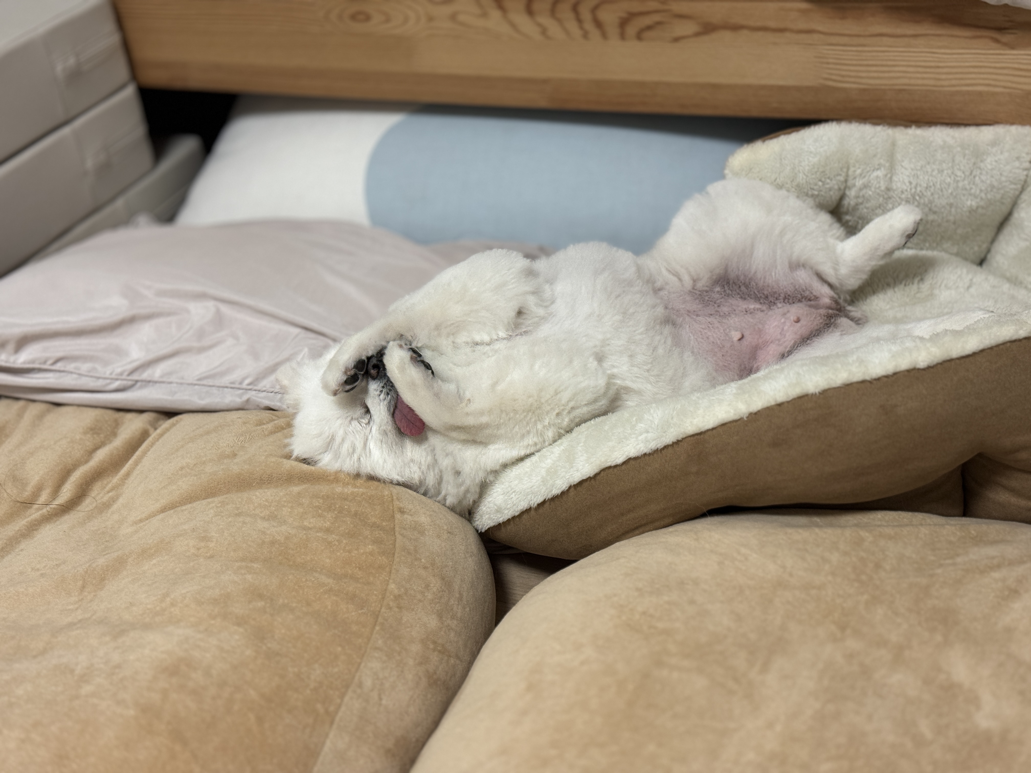 세상에서 제일 예쁜 멍멍이 그림이와 사랑에 빠진 지 3년 째