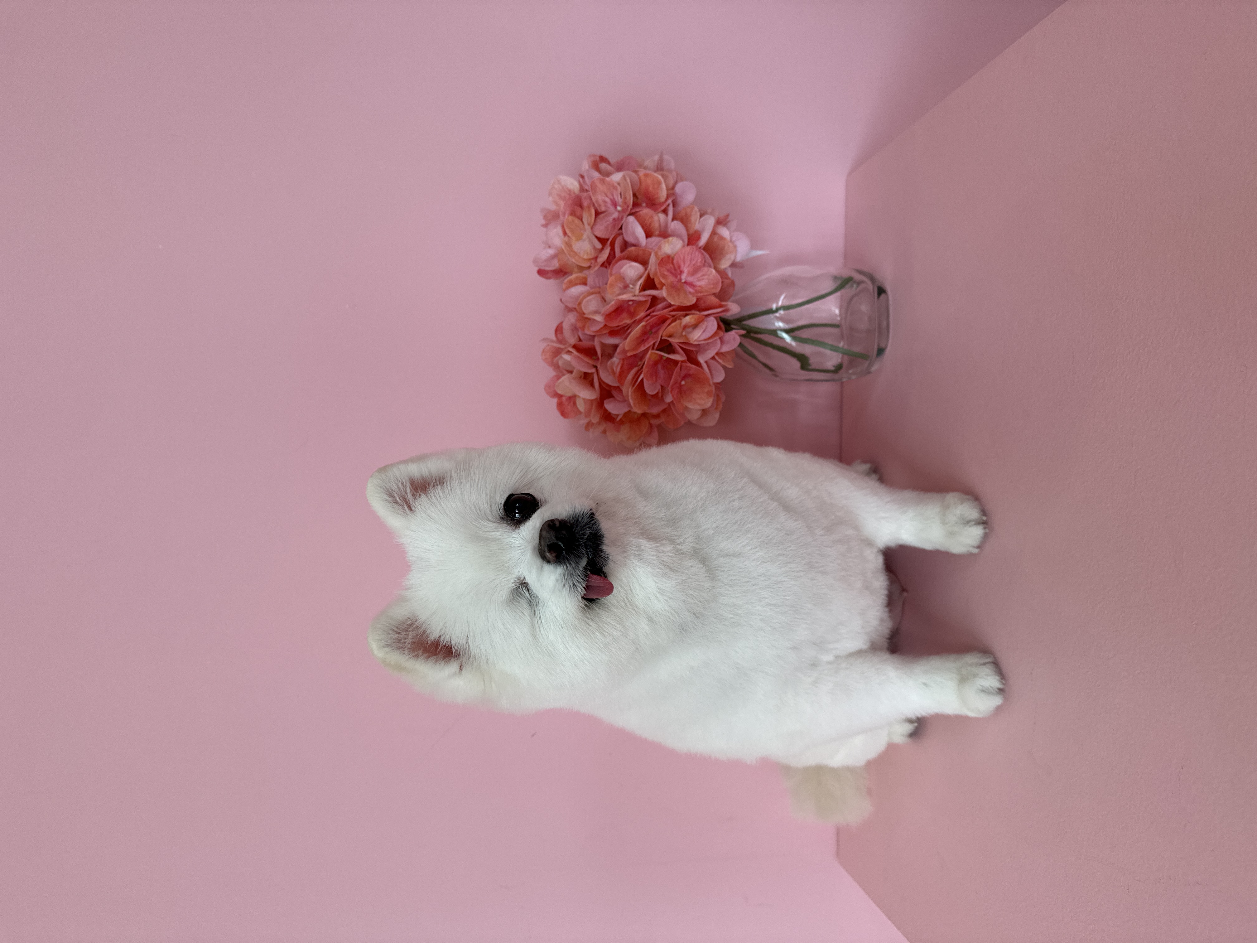 세상에서 제일 예쁜 멍멍이 그림이와 사랑에 빠진 지 3년 째