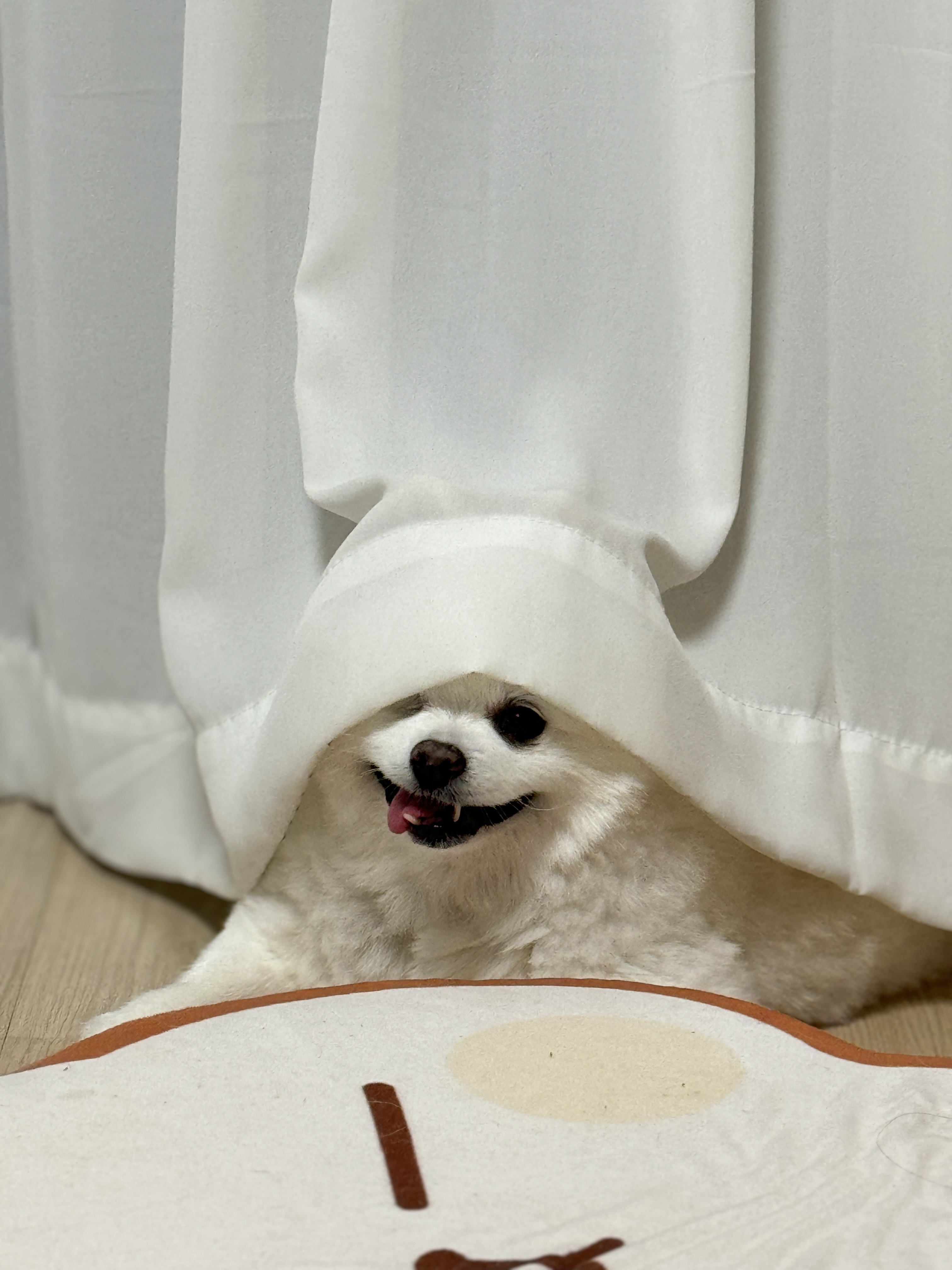 세상에서 제일 예쁜 멍멍이 그림이와 사랑에 빠진 지 3년 째