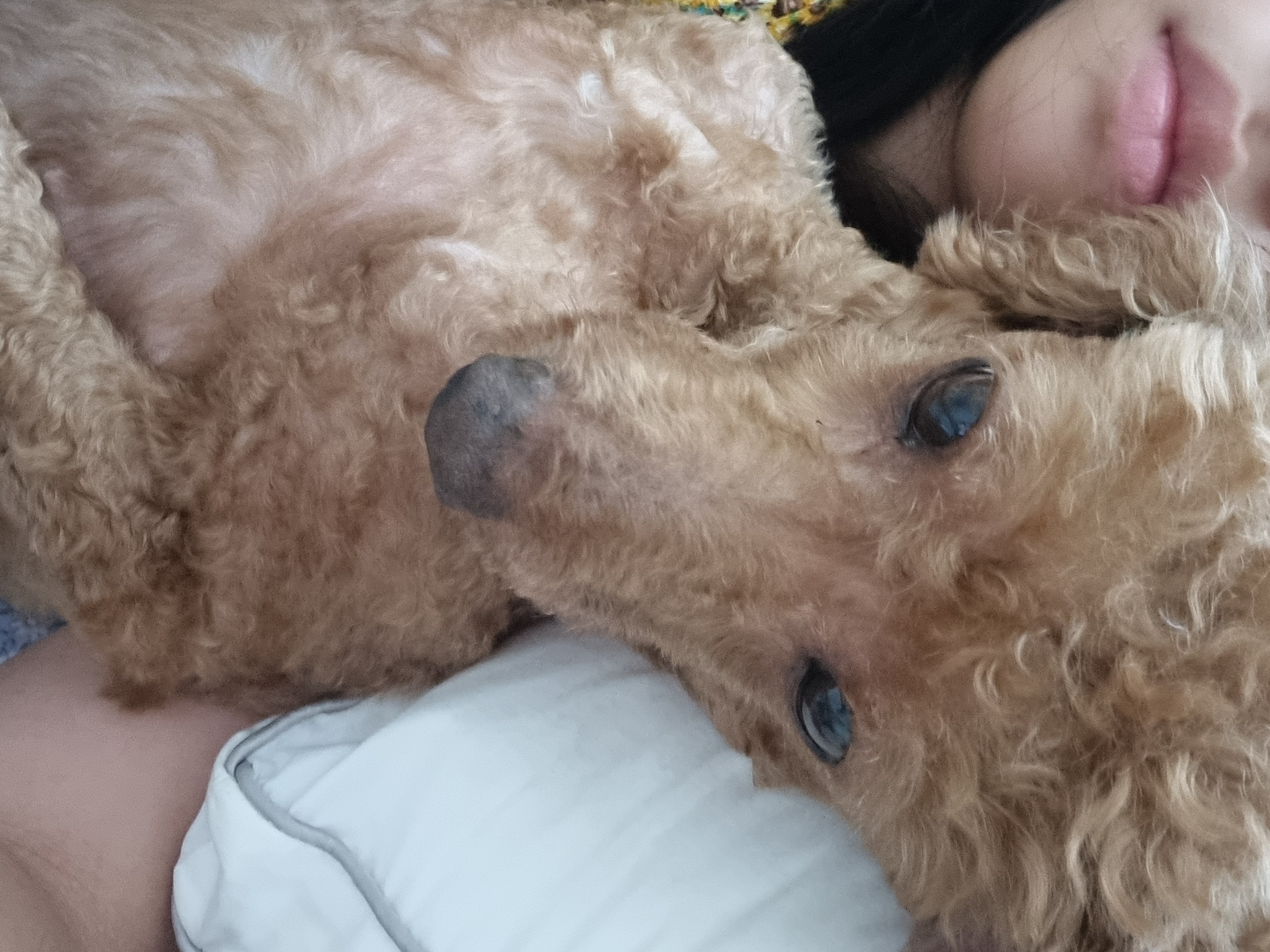 쿠키(앙금)오랜만에올려요