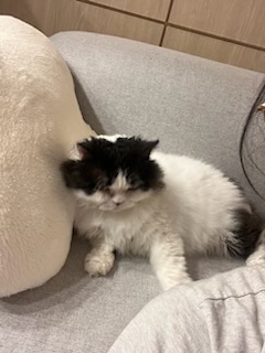 하루(구 왕꿍이) 잘지내고 있어요~