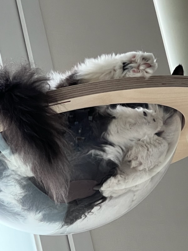 하루(구 왕꿍이) 잘지내고 있어요~