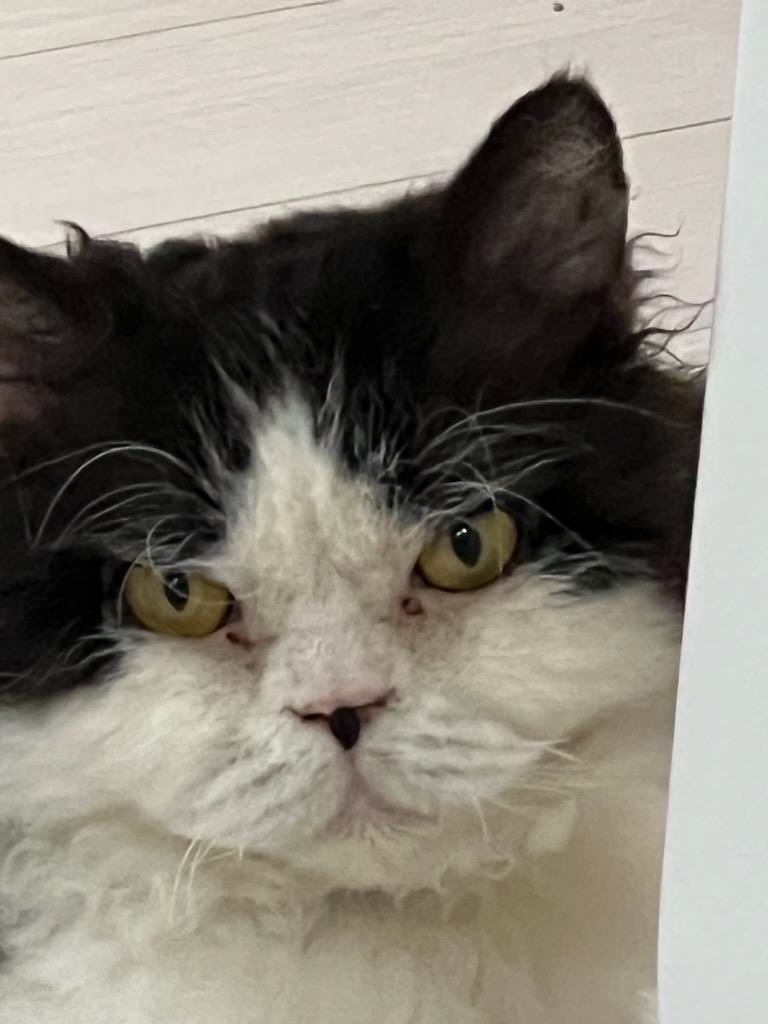 하루(구 왕꿍이) 잘지내고 있어요~