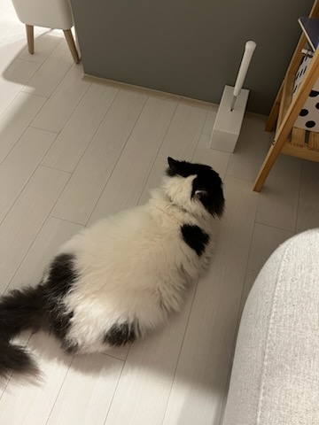 하루(구 왕꿍이) 잘지내고 있어요~