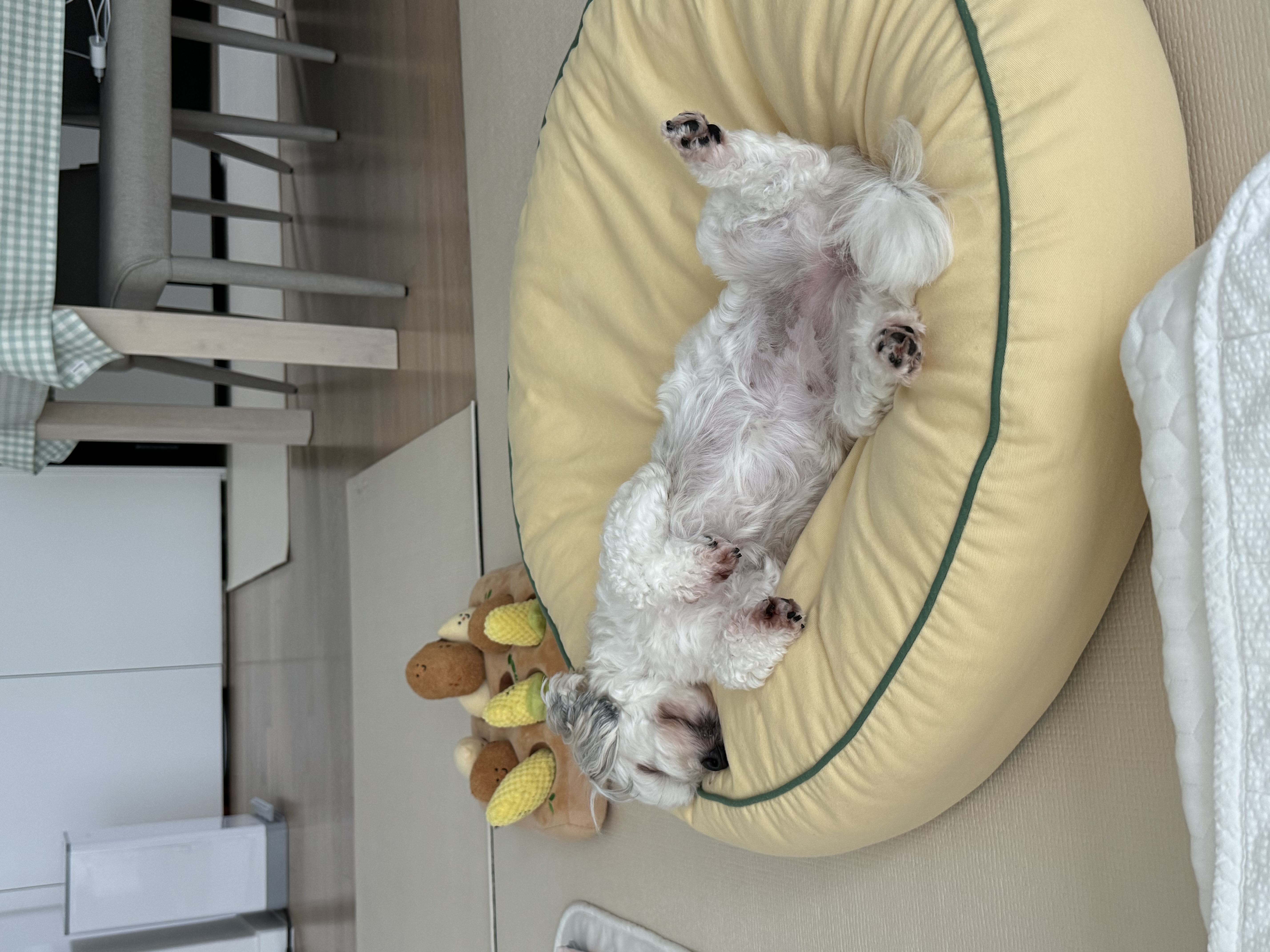 푸딩이(유달이)와 함께한지 벌써 일년이 지났어요