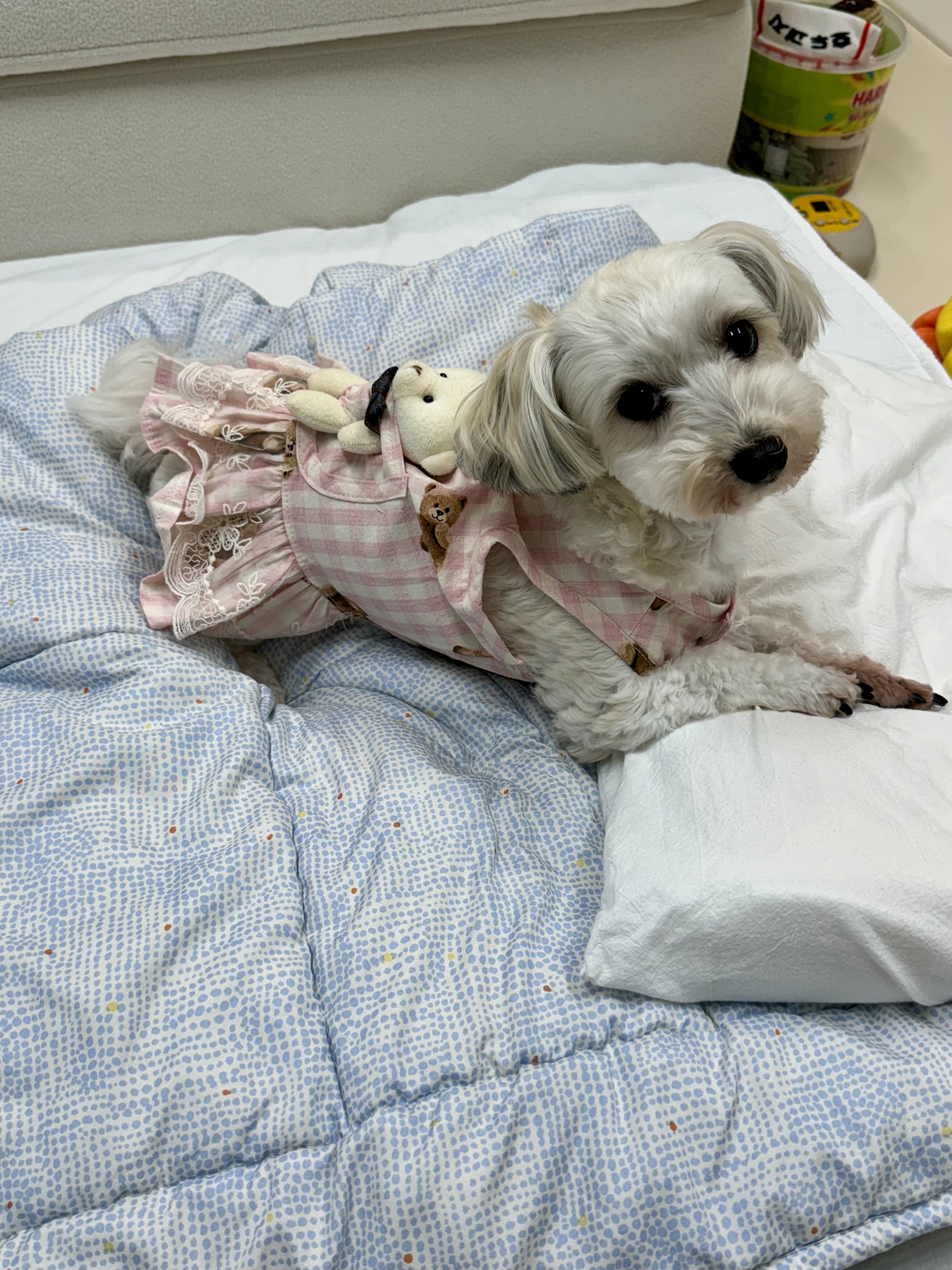 푸딩이(유달이)와 함께한지 벌써 일년이 지났어요