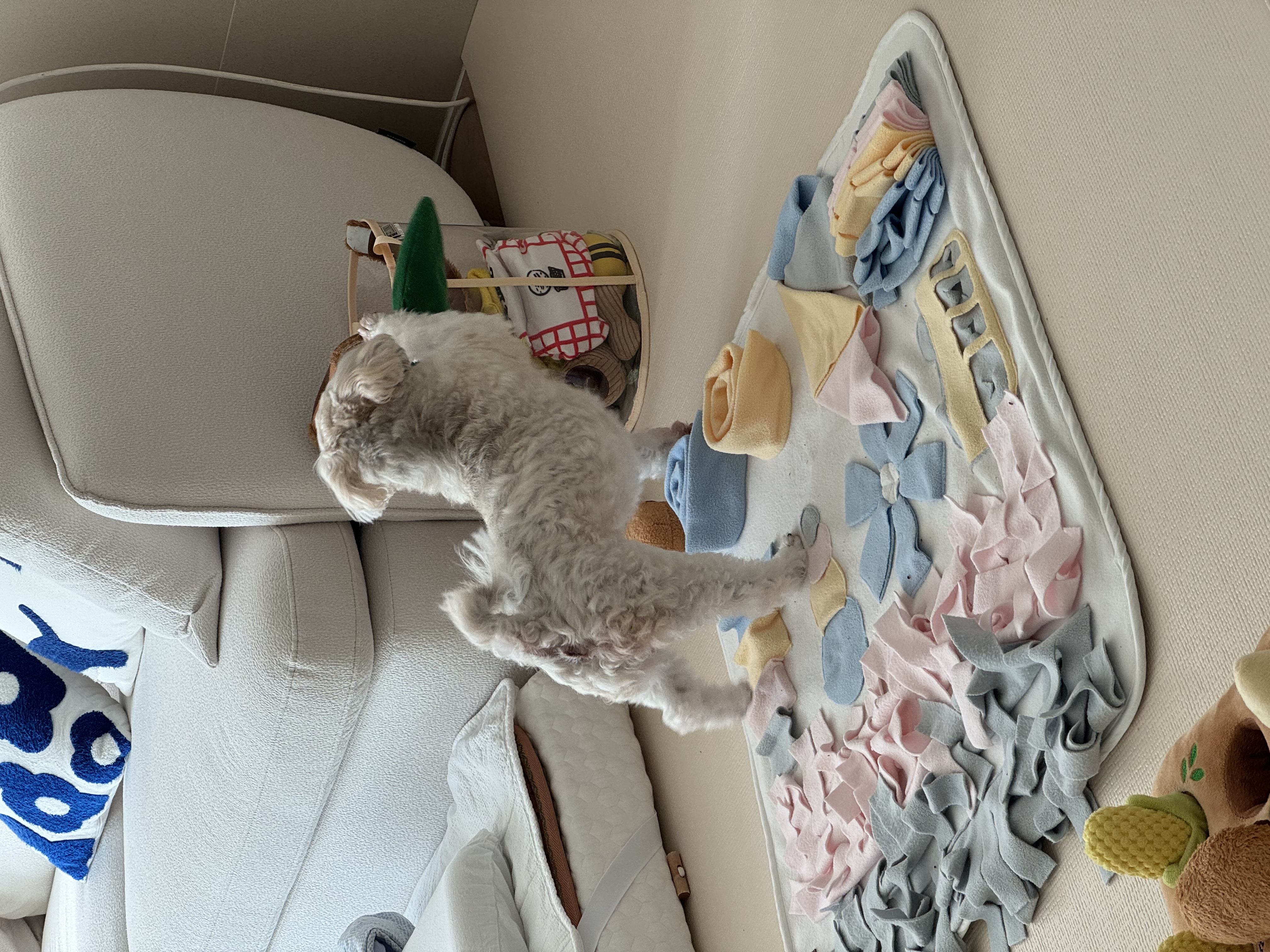 푸딩이(유달이)와 함께한지 벌써 일년이 지났어요