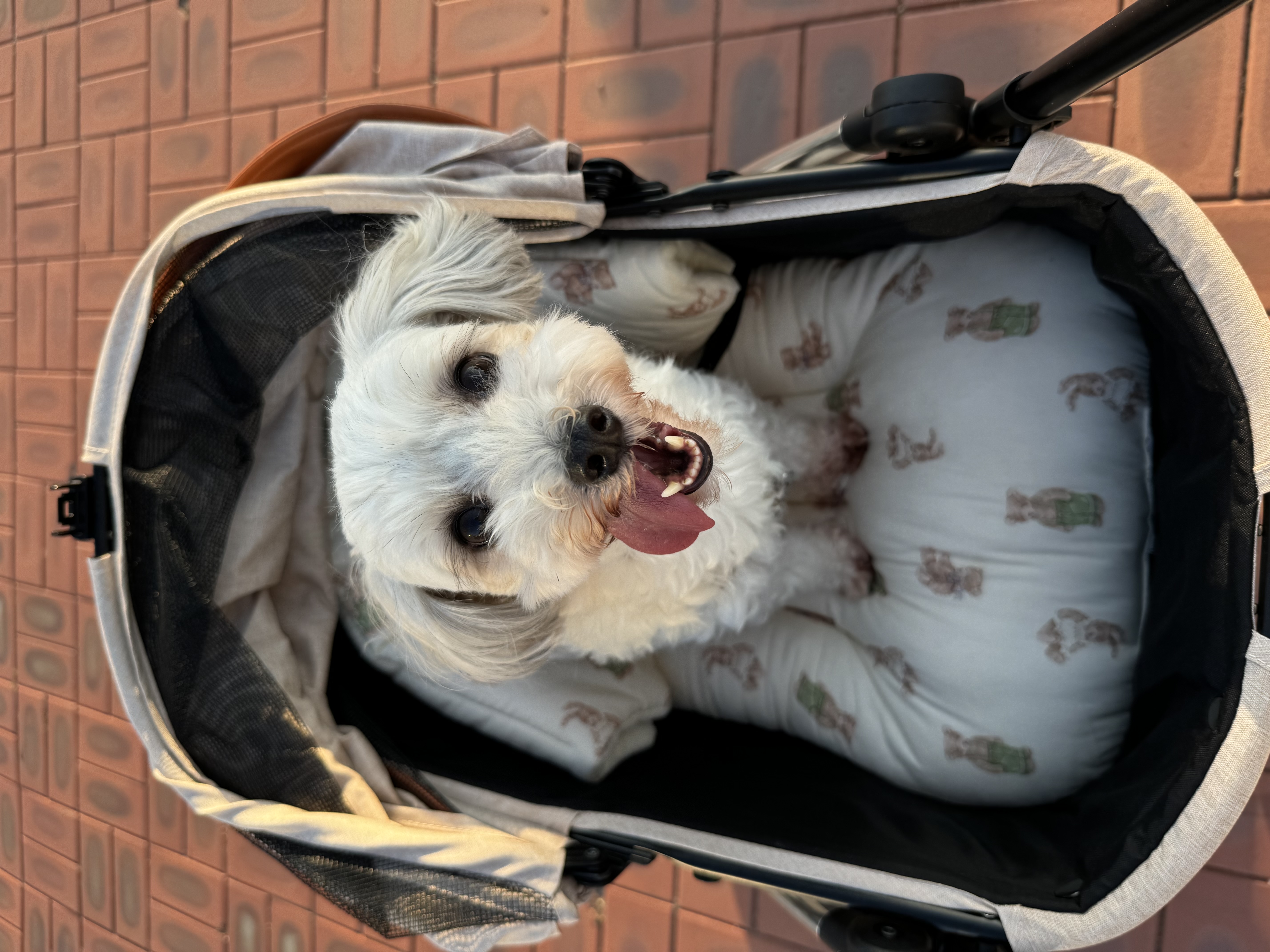 푸딩이(유달이)와 함께한지 벌써 일년이 지났어요