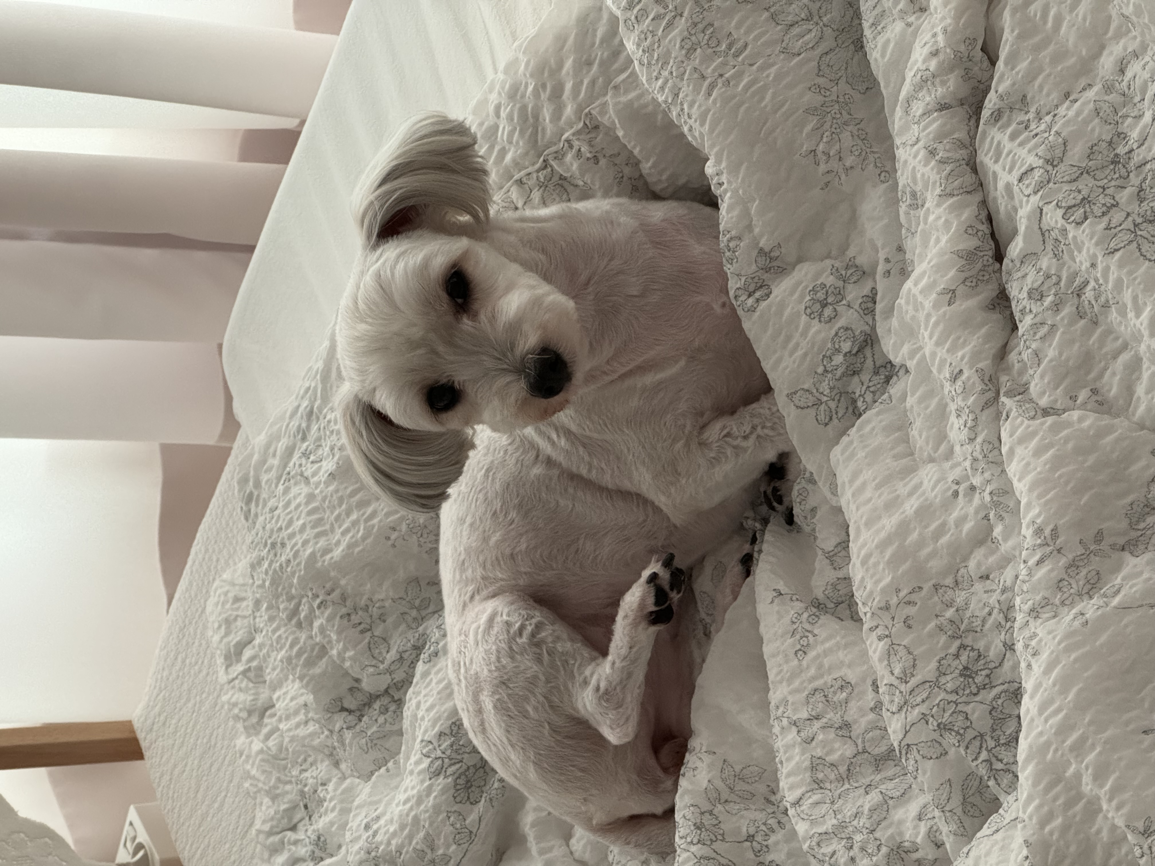 푸딩이(유달이)와 함께한지 벌써 일년이 지났어요