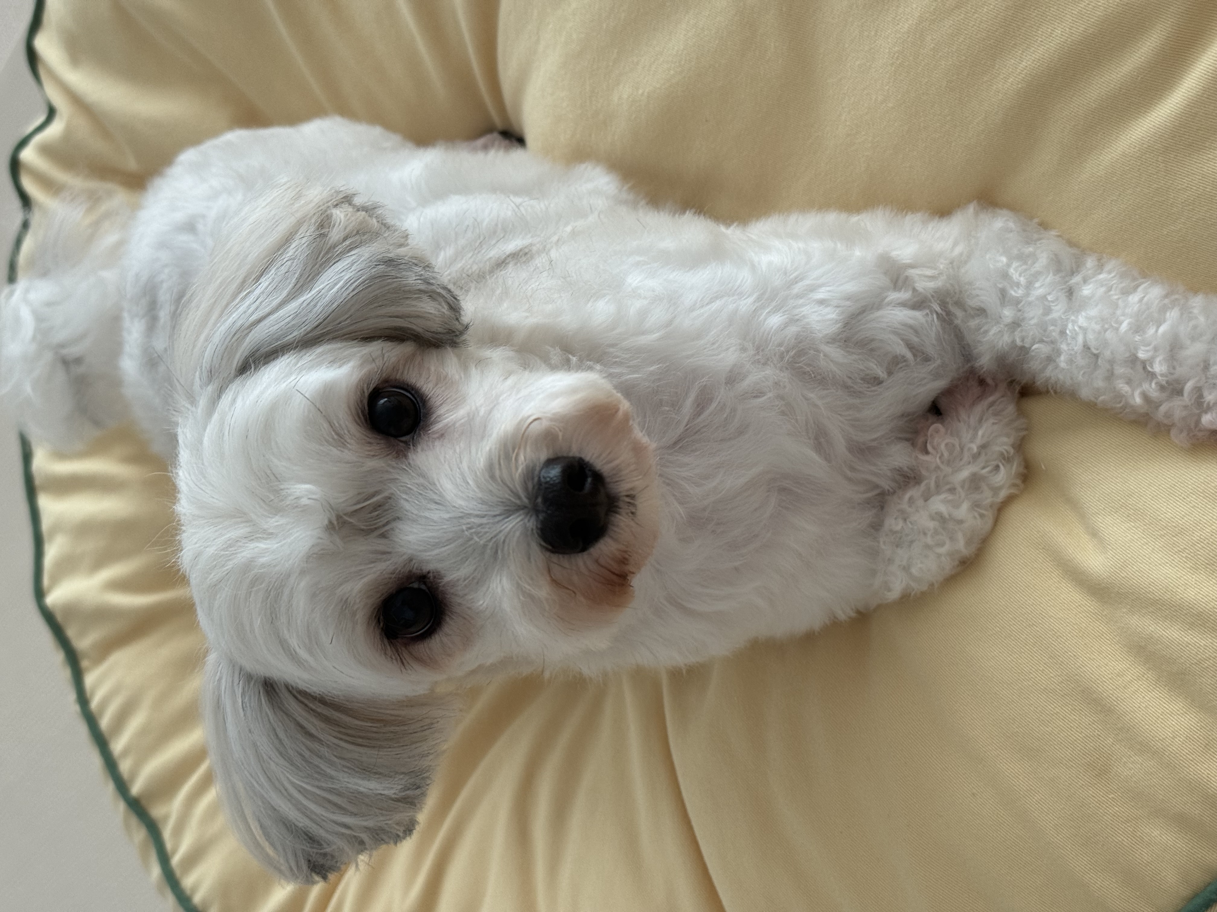 푸딩이(유달이)와 함께한지 벌써 일년이 지났어요