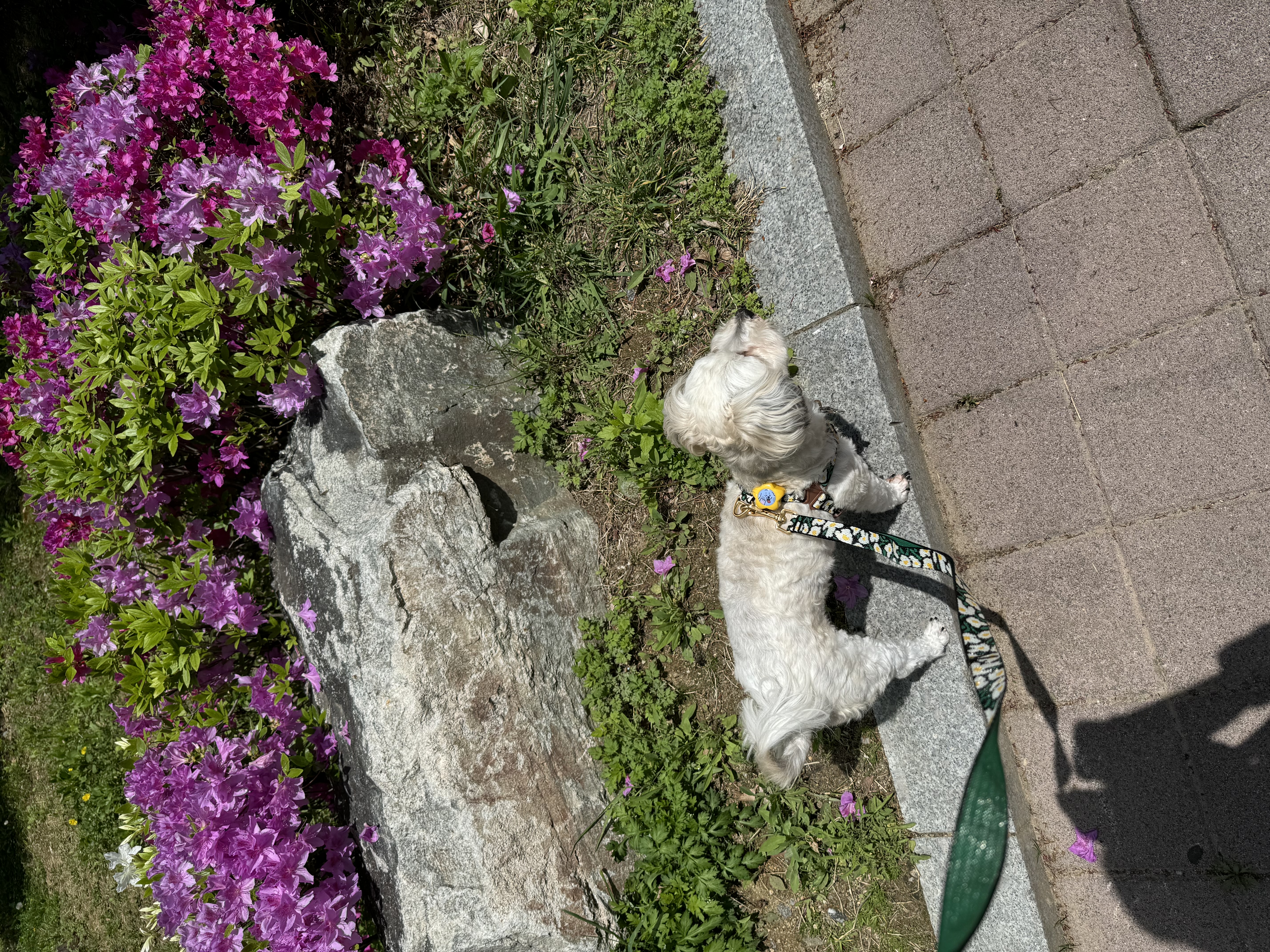 푸딩이(유달이)와 함께한지 벌써 일년이 지났어요