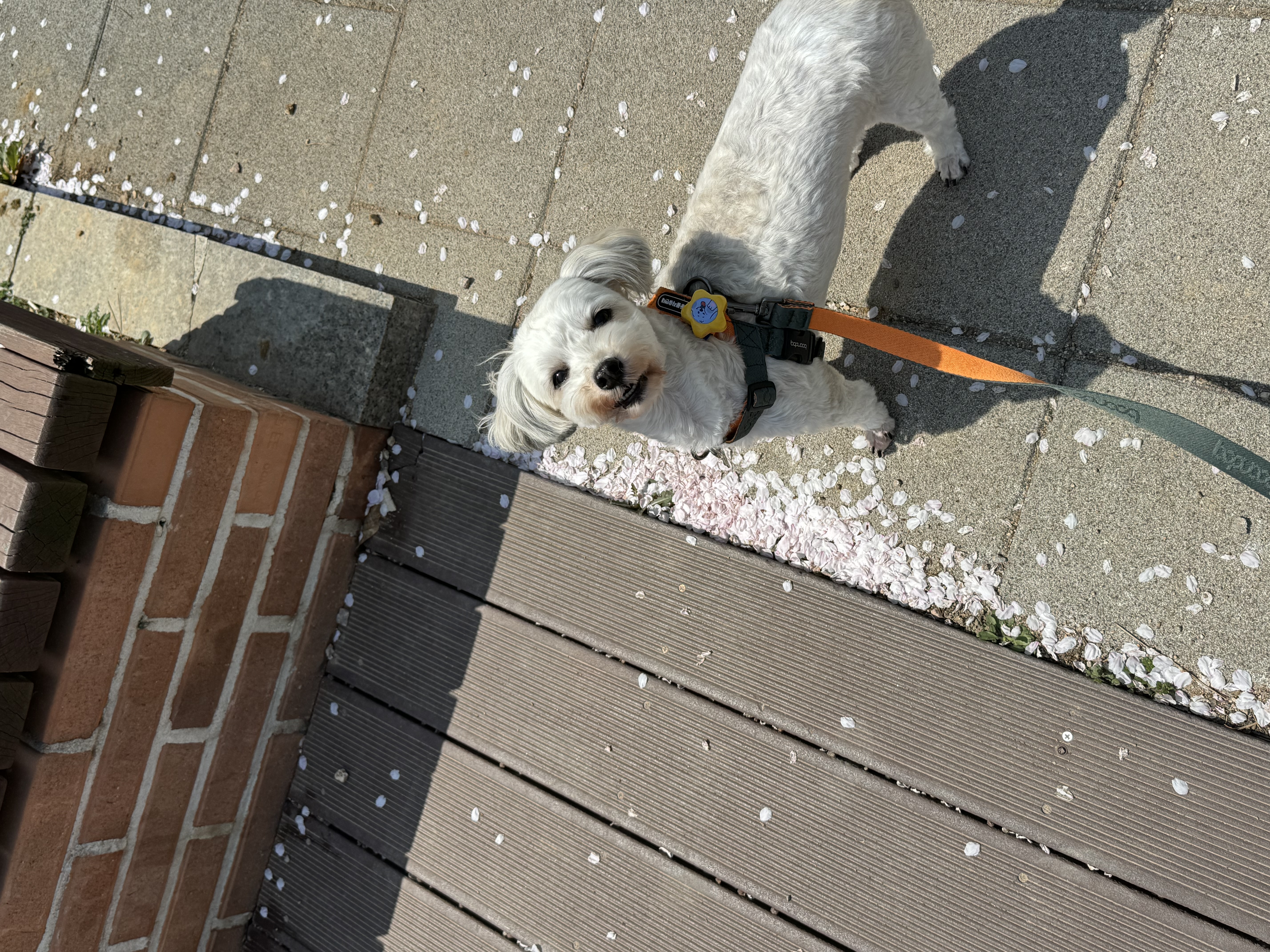 푸딩이(유달이)와 함께한지 벌써 일년이 지났어요