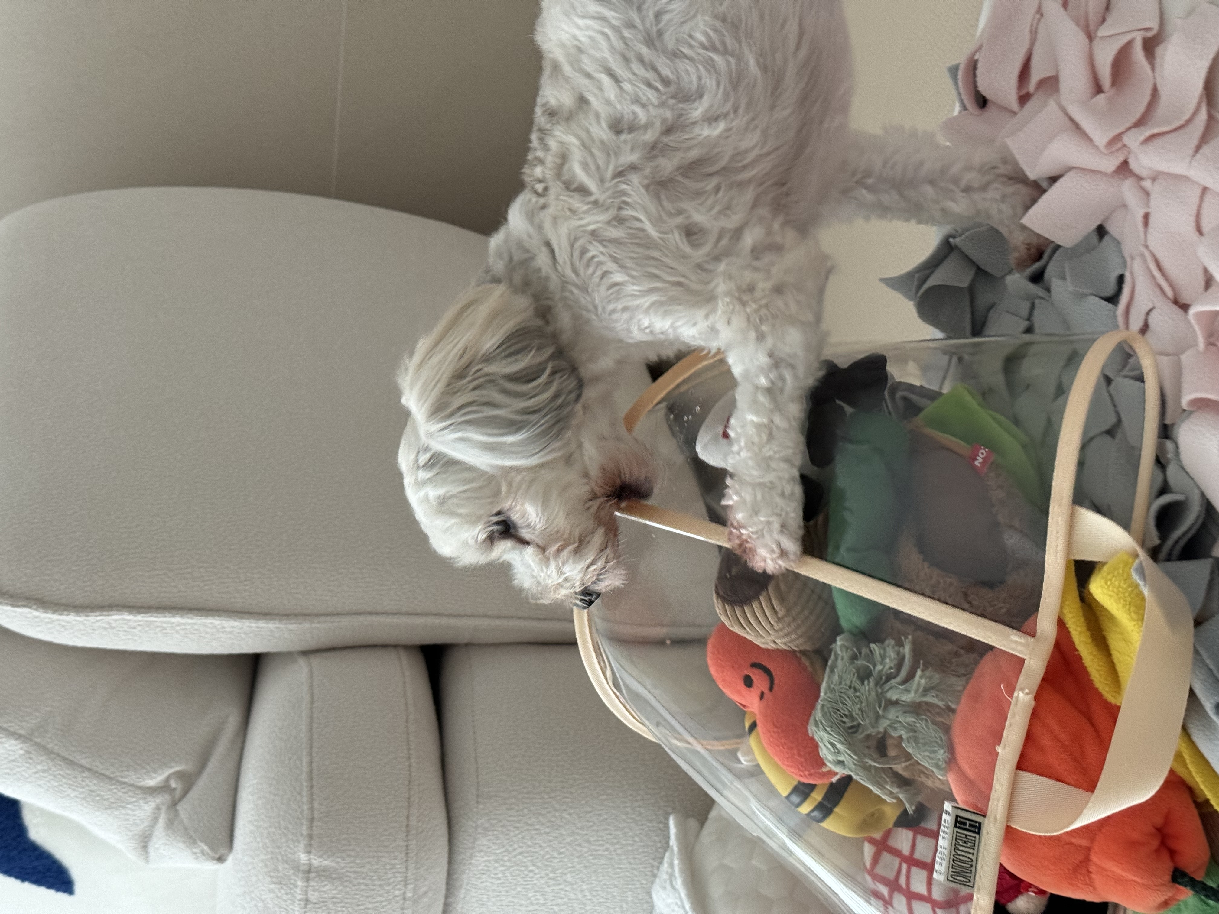 푸딩이(유달이)와 함께한지 벌써 일년이 지났어요