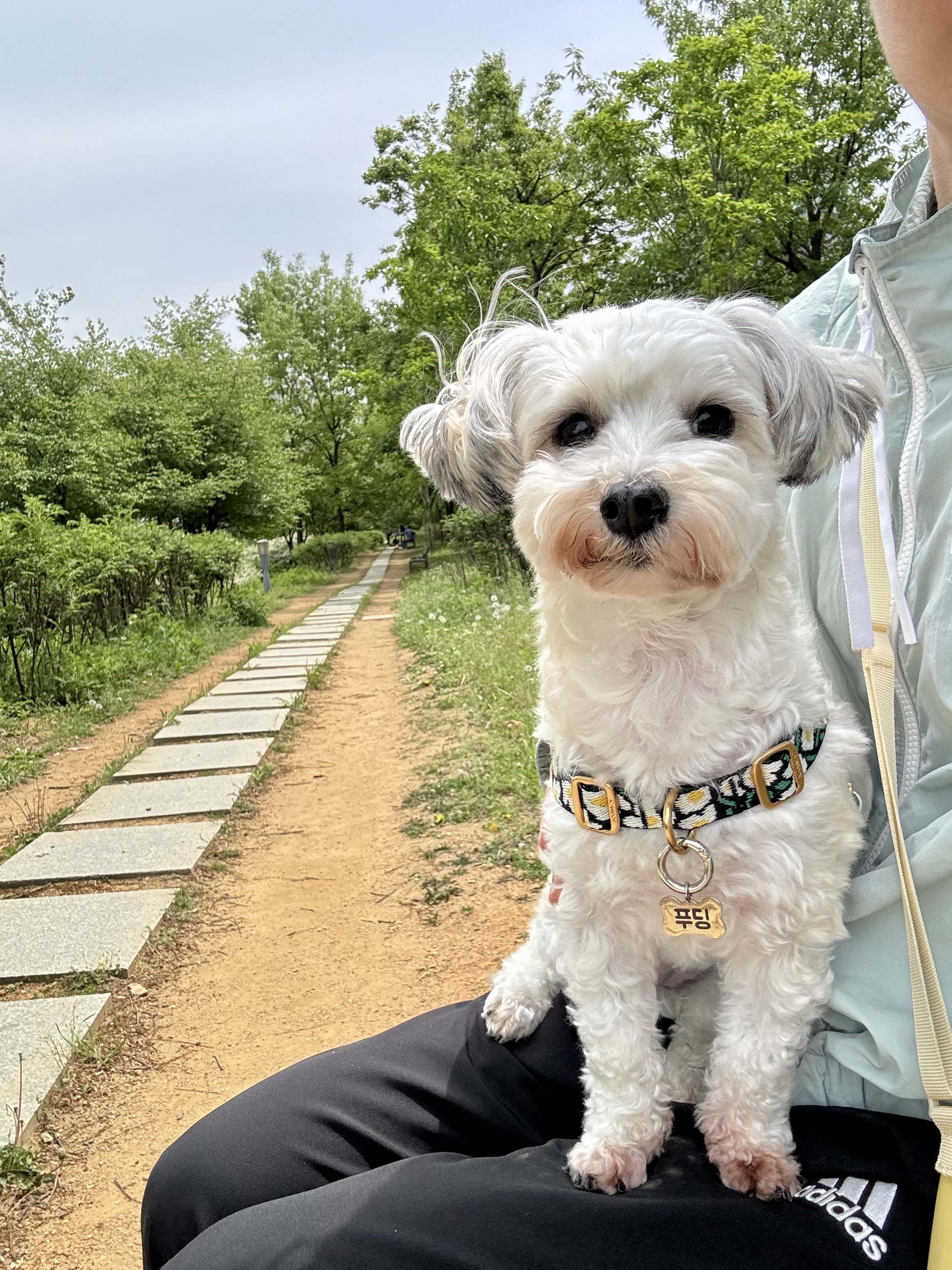 푸딩이(유달이)와 함께한지 벌써 일년이 지났어요
