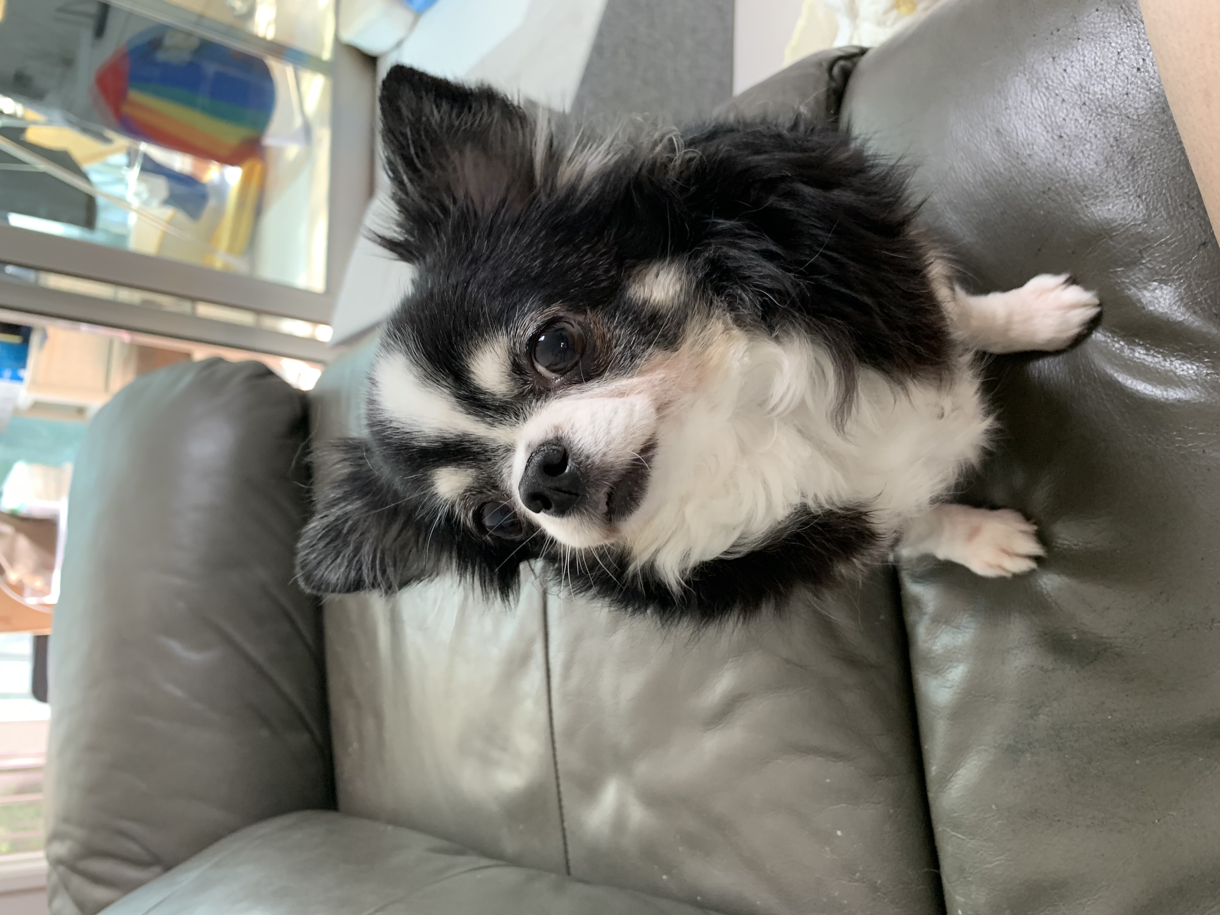 초코 갈래 이슬이 잘 지내고 있어요