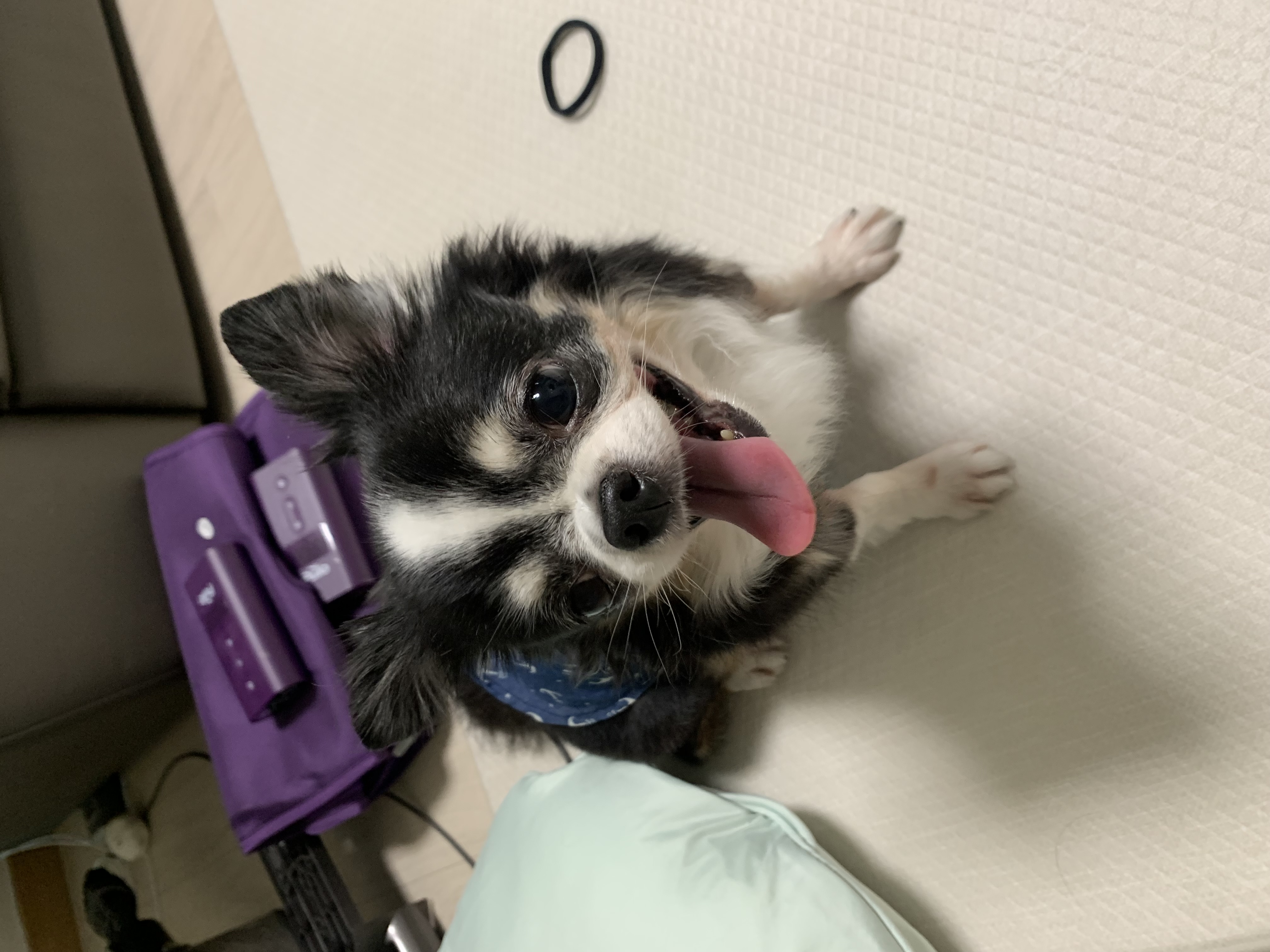 초코 갈래 이슬이 잘 지내고 있어요