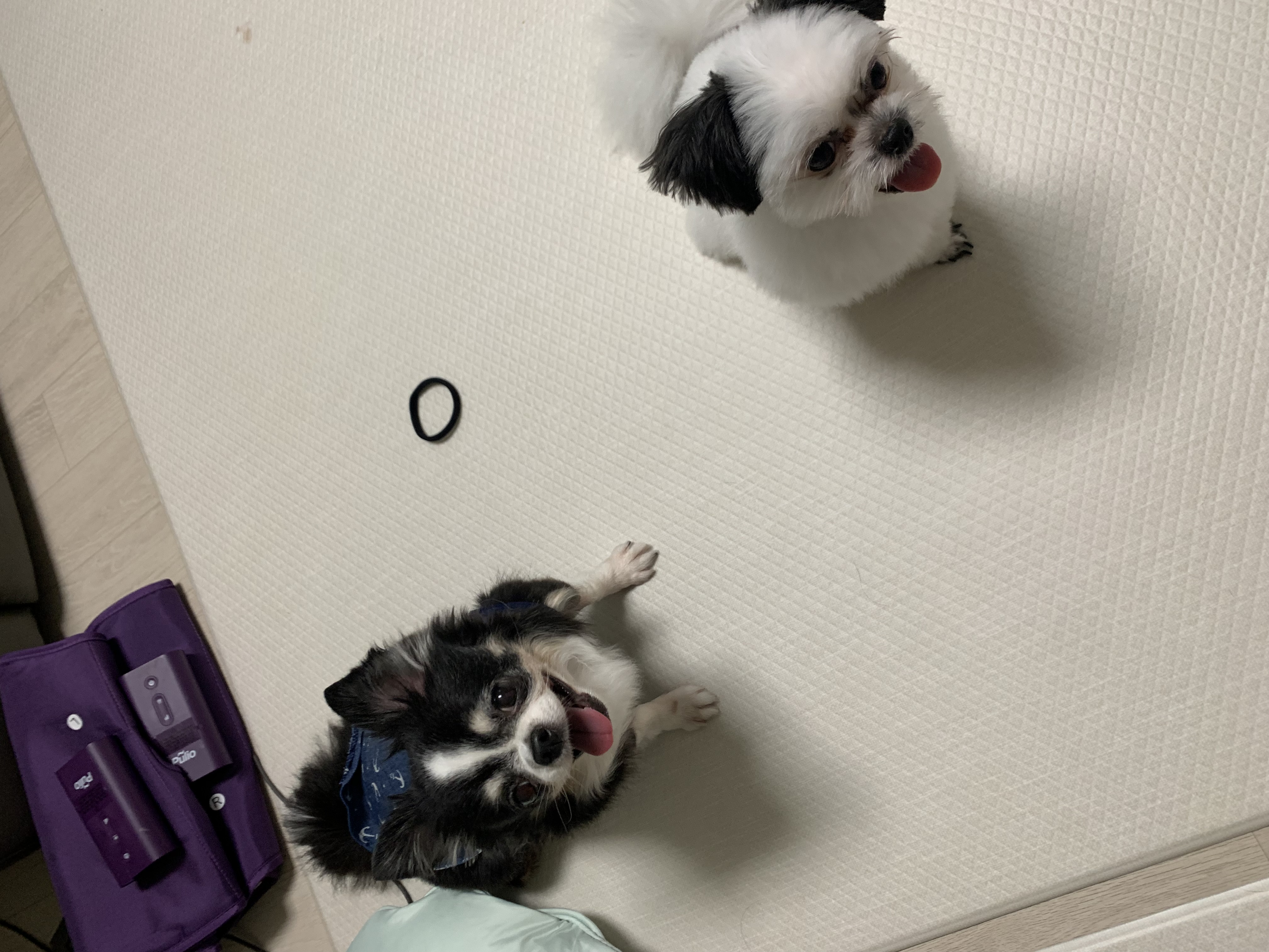 초코 갈래 이슬이 잘 지내고 있어요