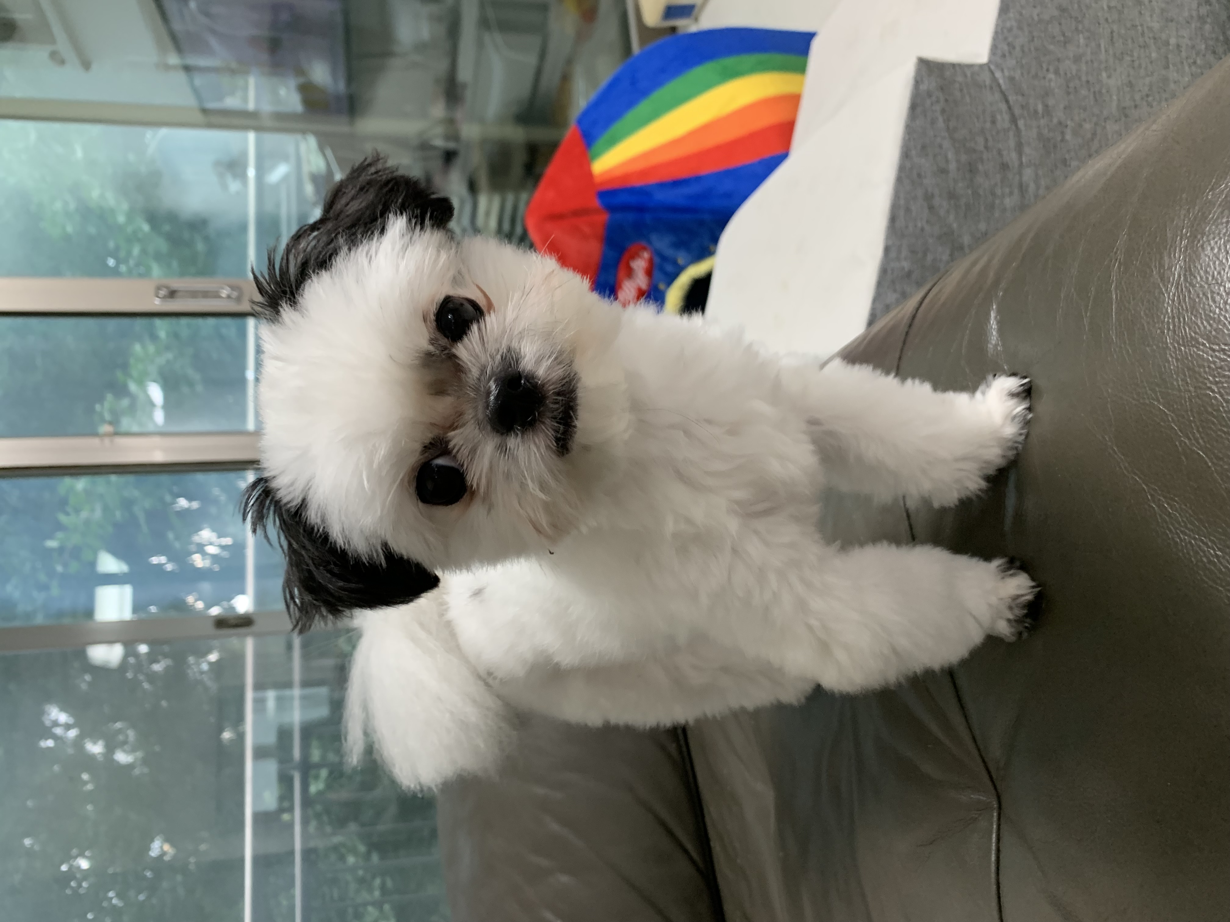 초코 갈래 이슬이 잘 지내고 있어요