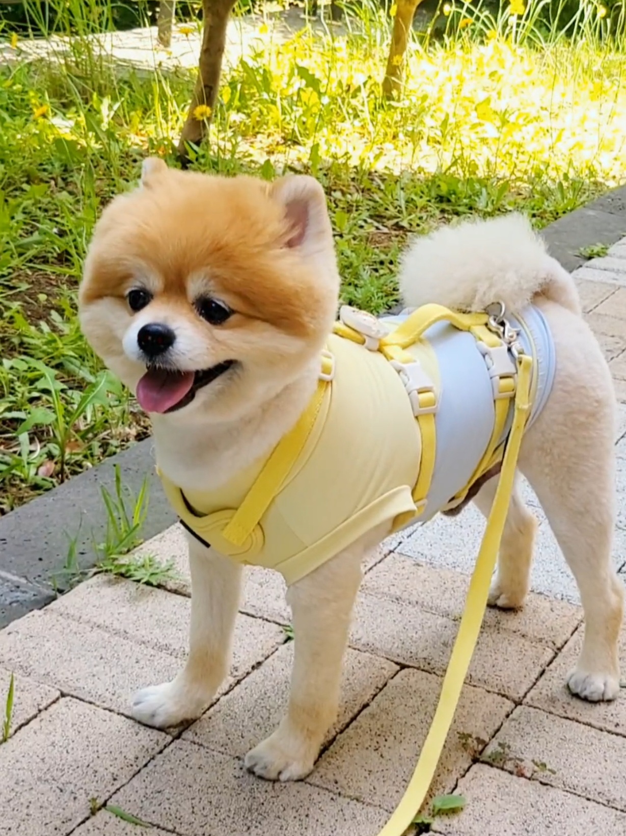 뽀심이(동식이) 입양 후 1년차 후기입니다 