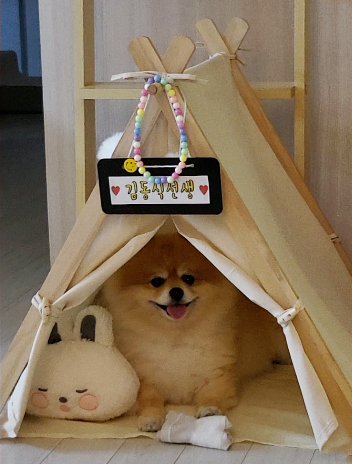 뽀심이(동식이) 입양 후 1년차 후기입니다 