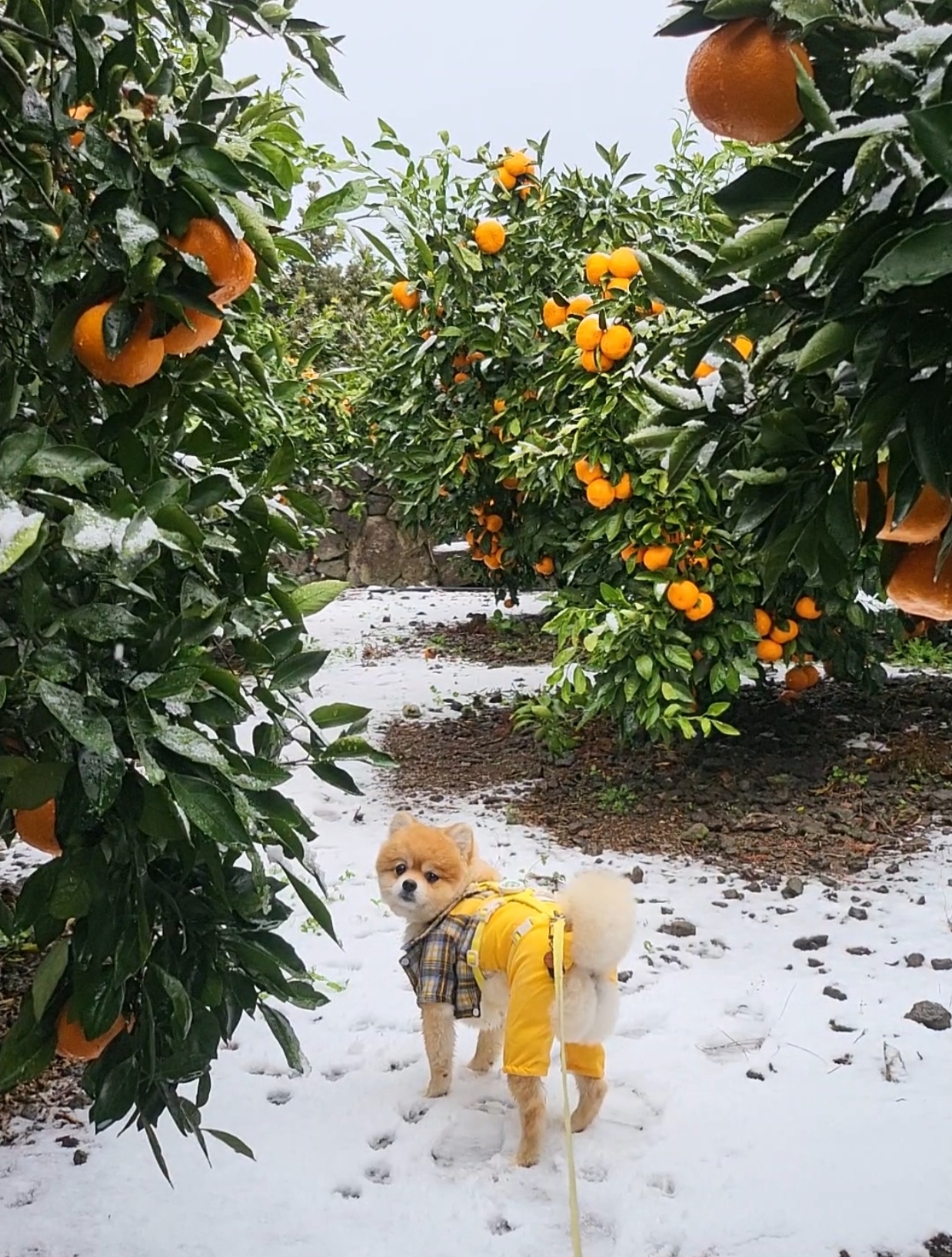 뽀심이(동식이) 입양 후 1년차 후기입니다 