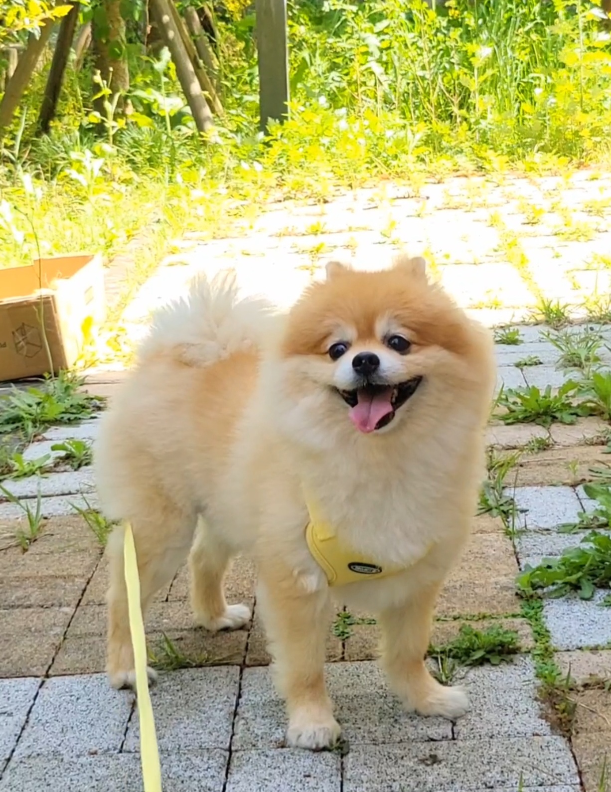 뽀심이(동식이) 입양 후 1년차 후기입니다 