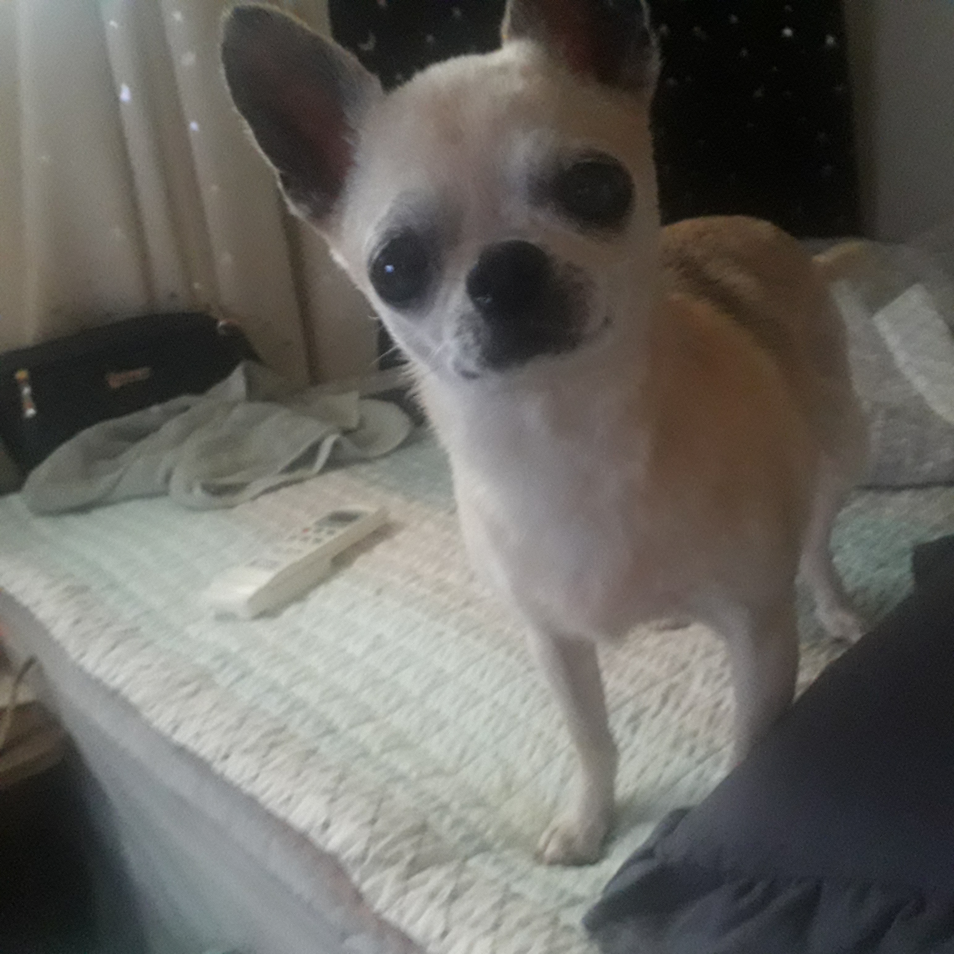 땅콩이 일주일 근황