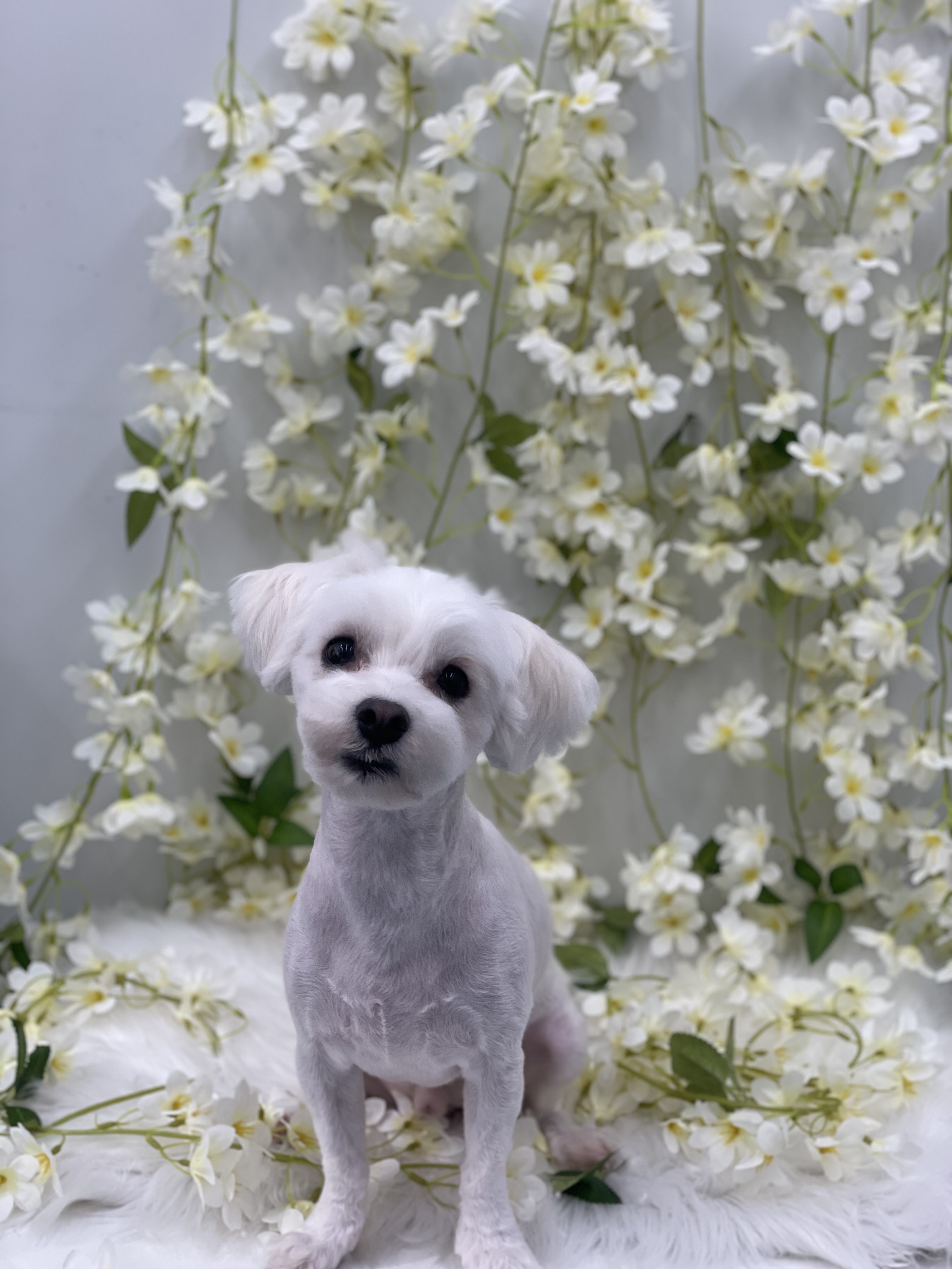 롱지(말캉이) 와 1년