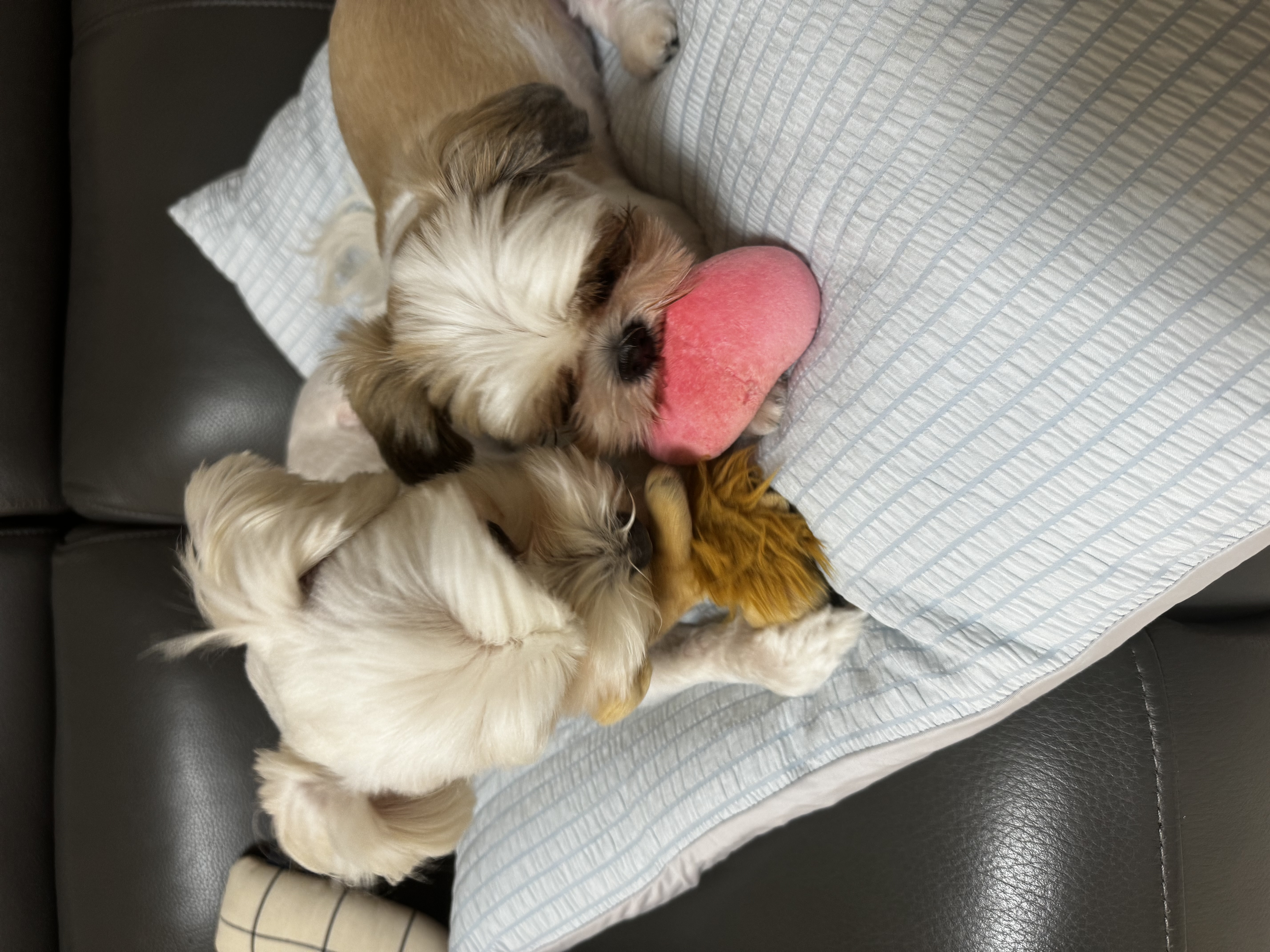 롱지(말캉이) 와 1년