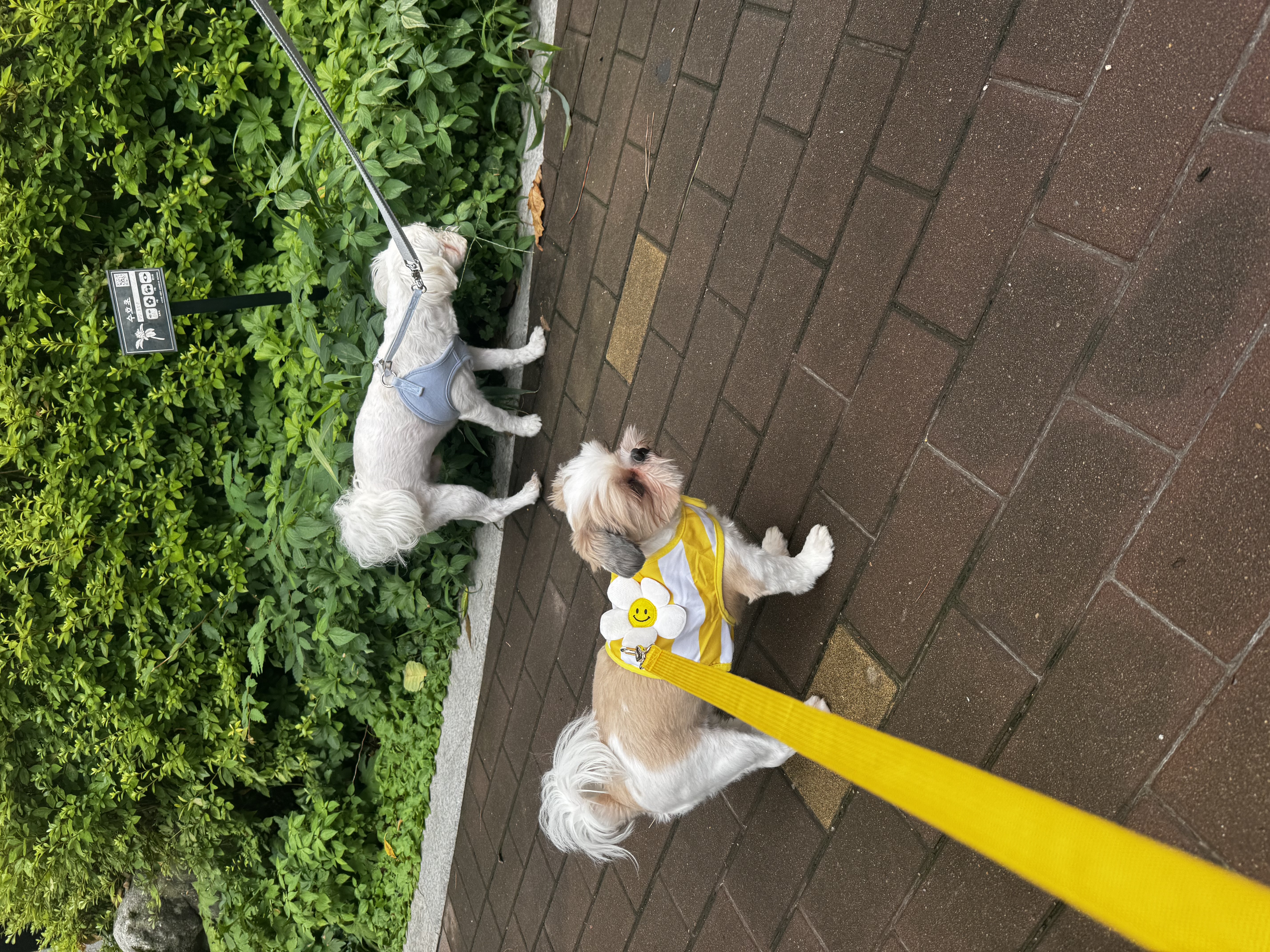 롱지(말캉이) 와 1년