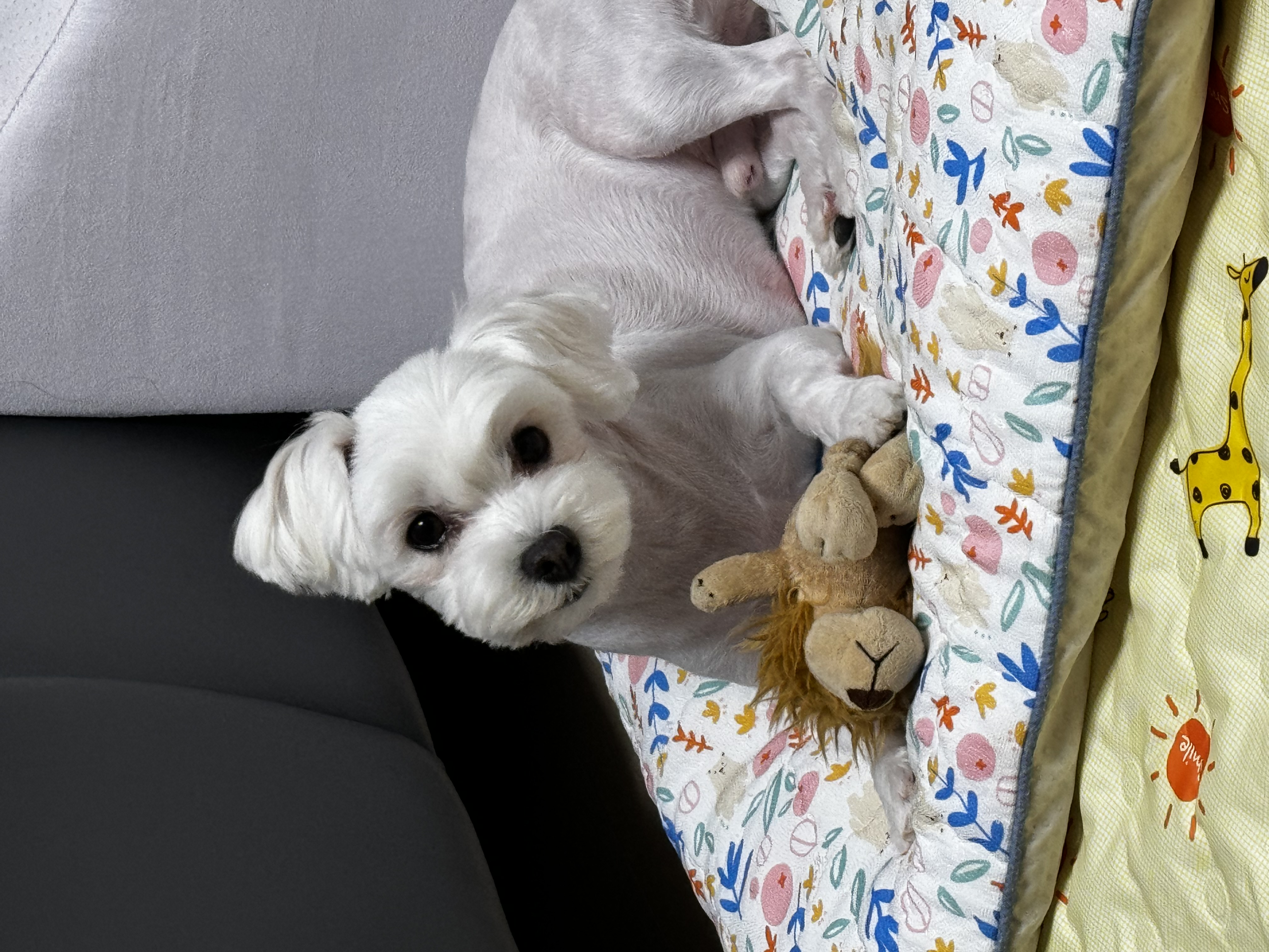 롱지(말캉이) 와 1년