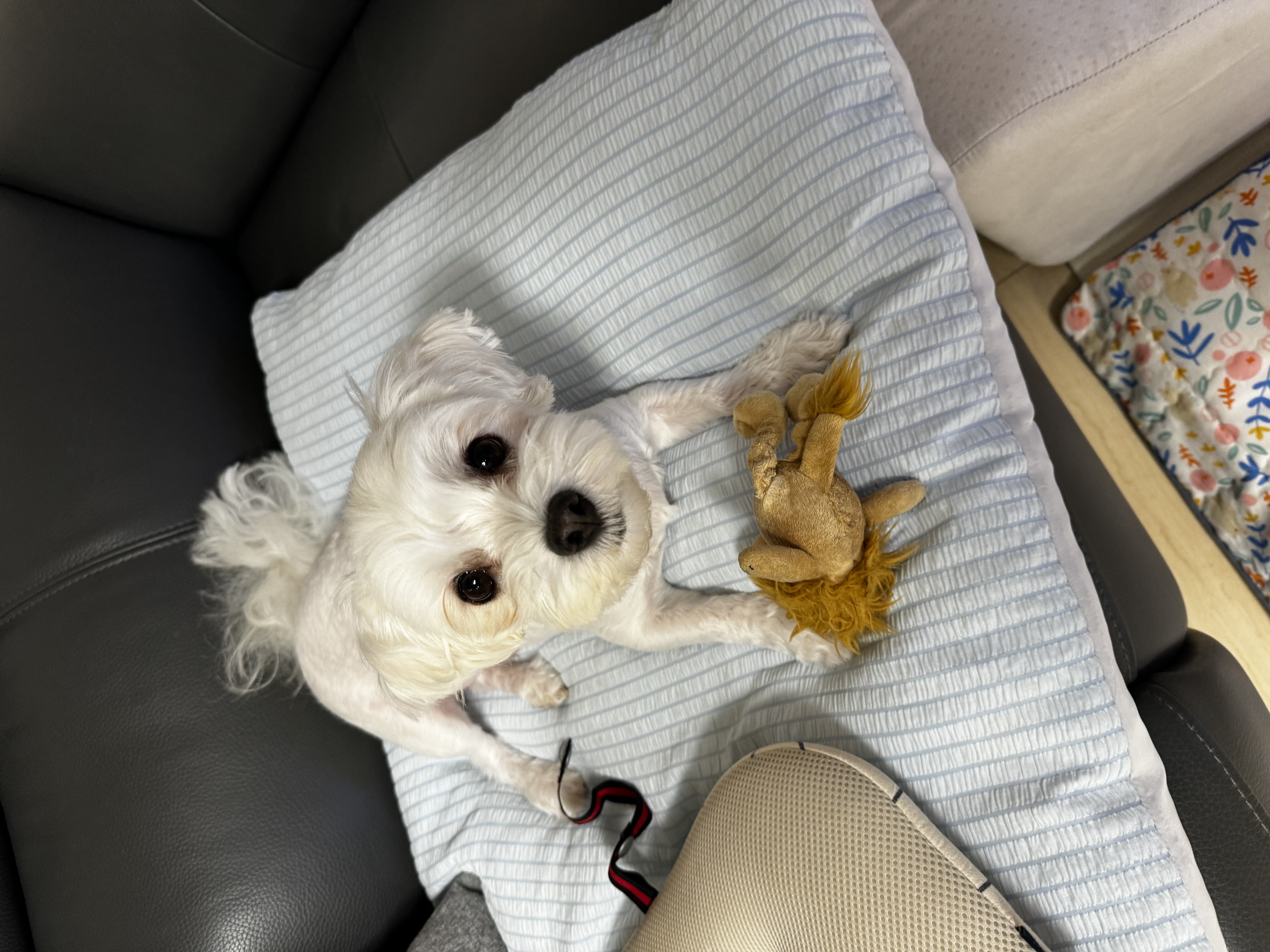 롱지(말캉이) 와 1년