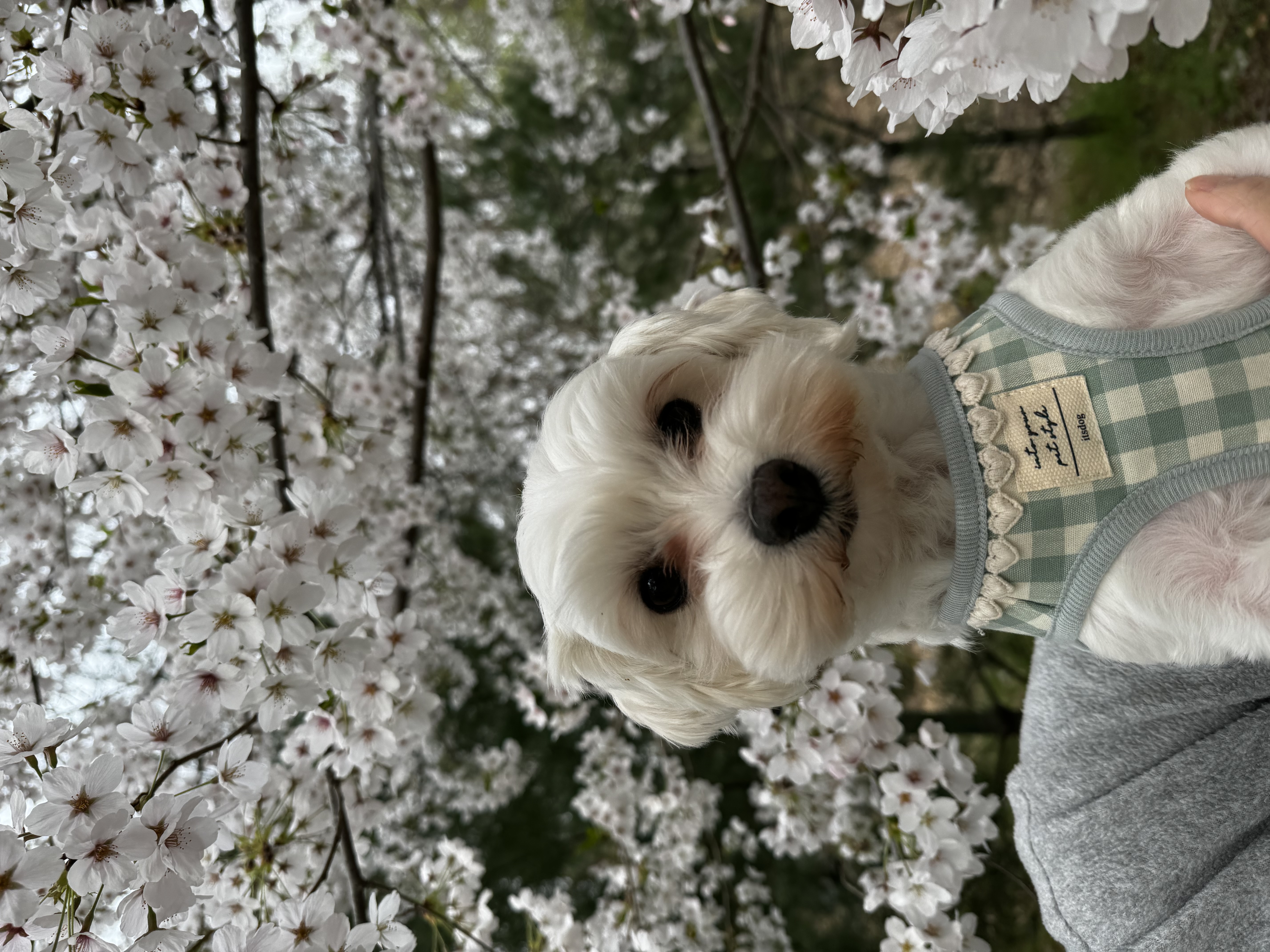 롱지(말캉이) 와 1년