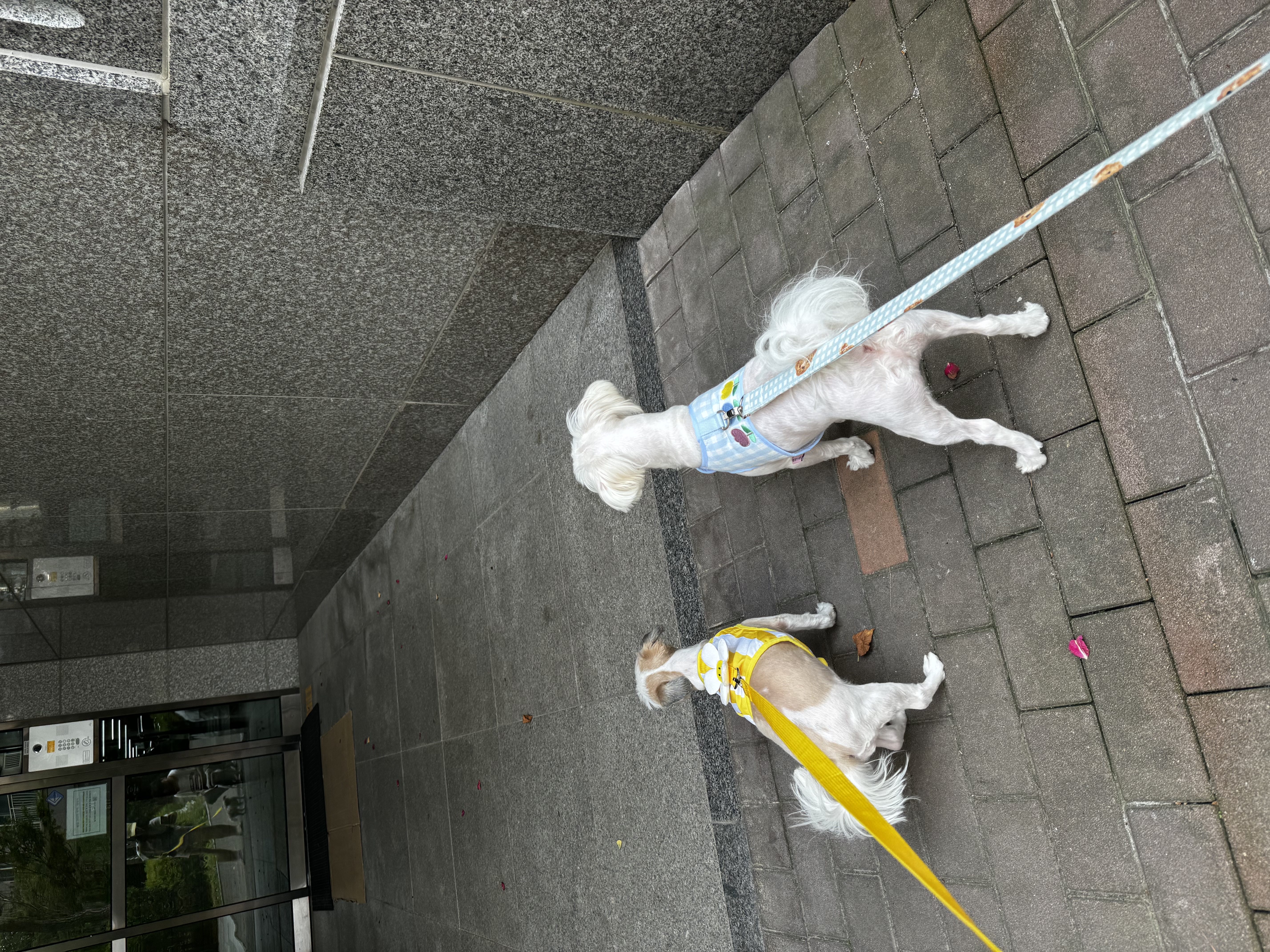 롱지(말캉이) 와 1년