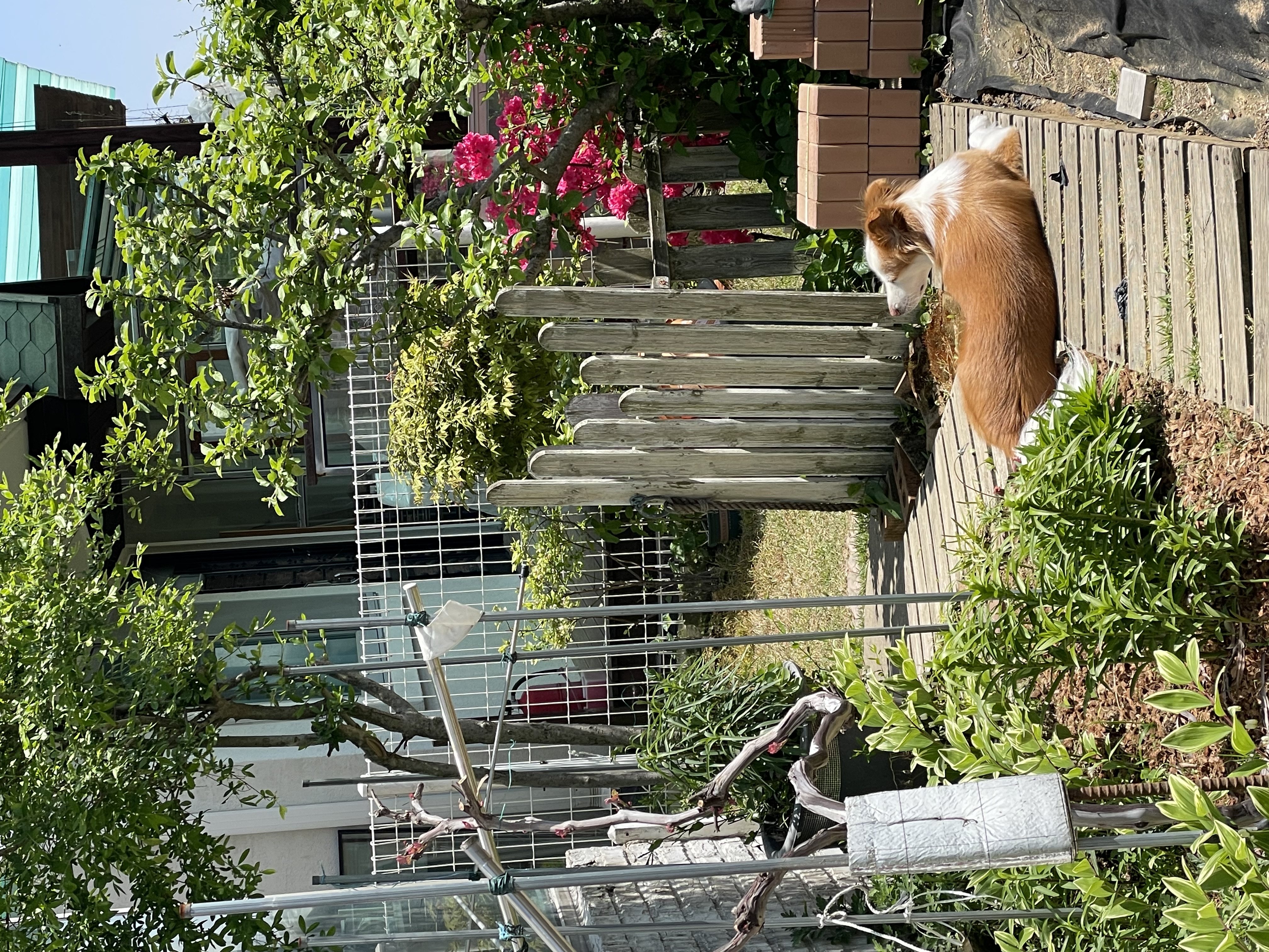 룽지의 3년째 생활