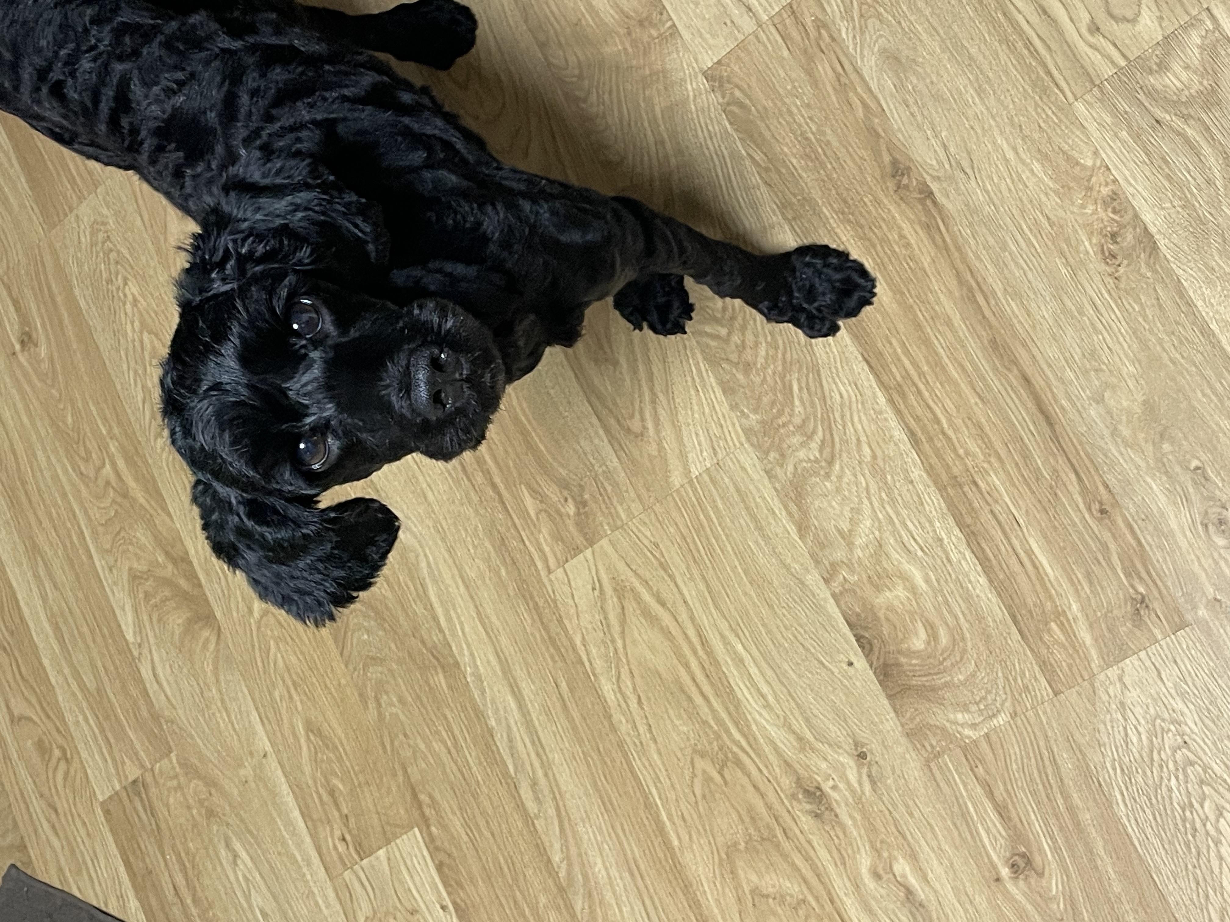 쿠스코 한달차 임보일기