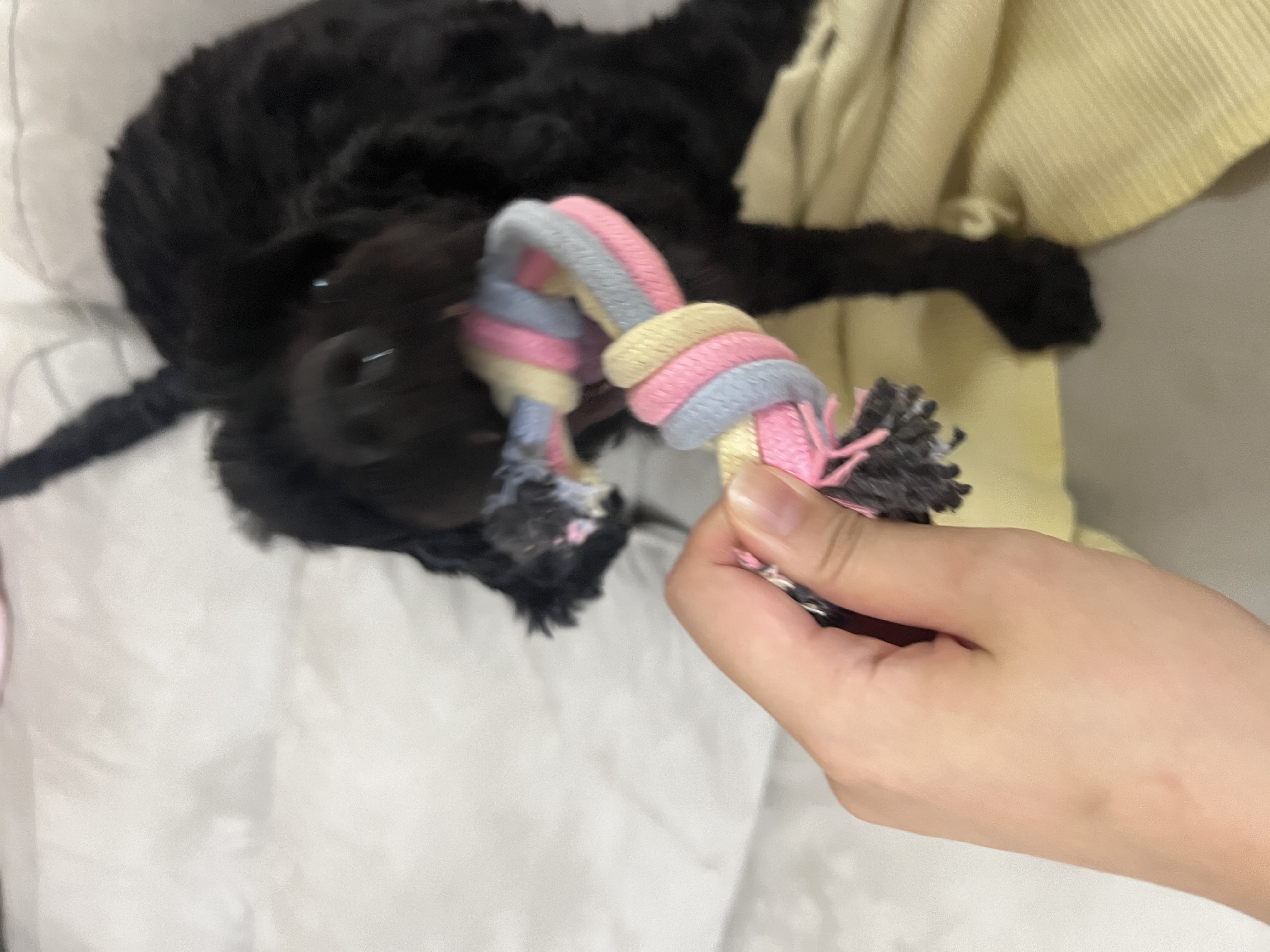 쿠스코 한달차 임보일기