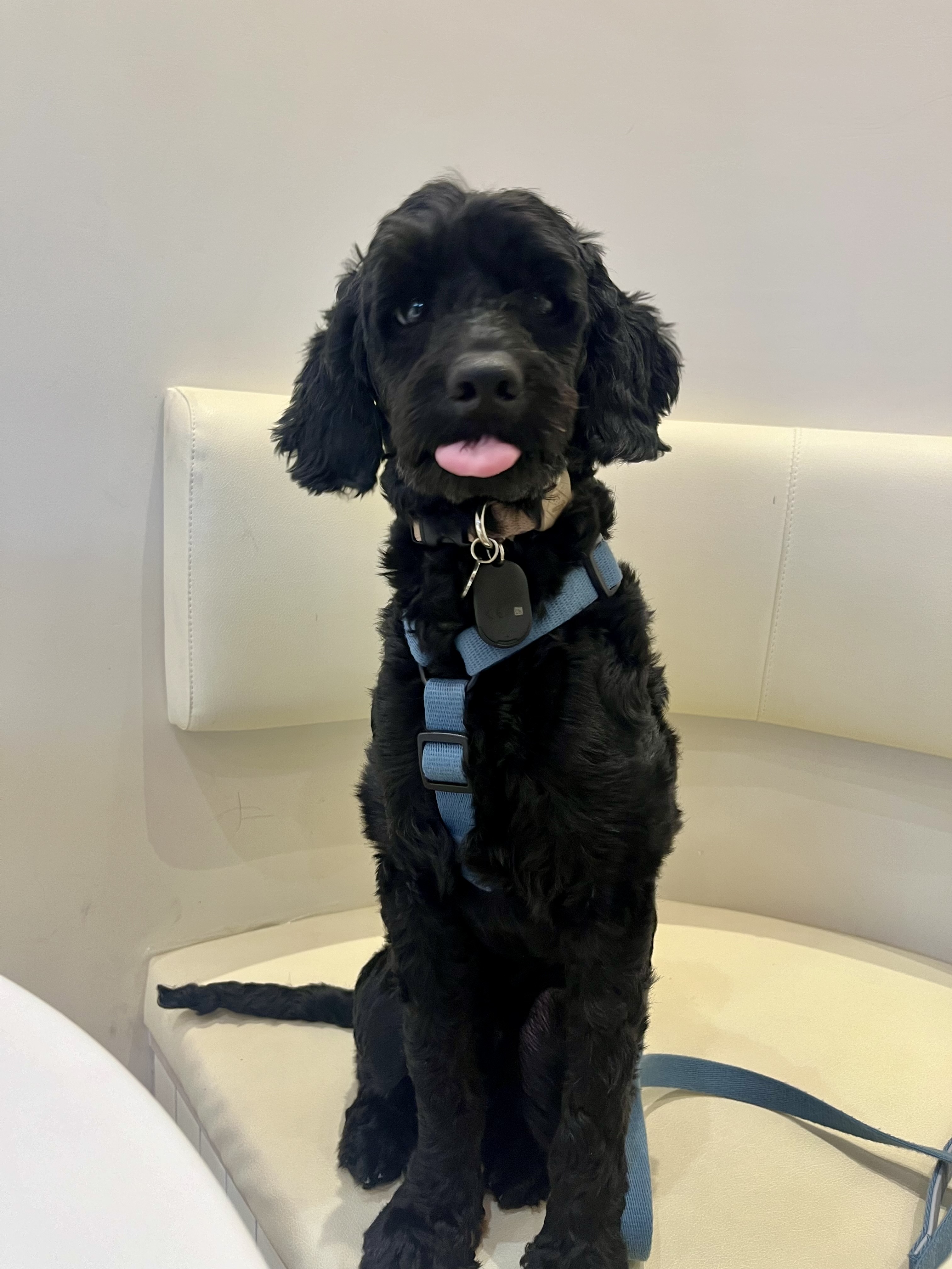 쿠스코 한달차 임보일기