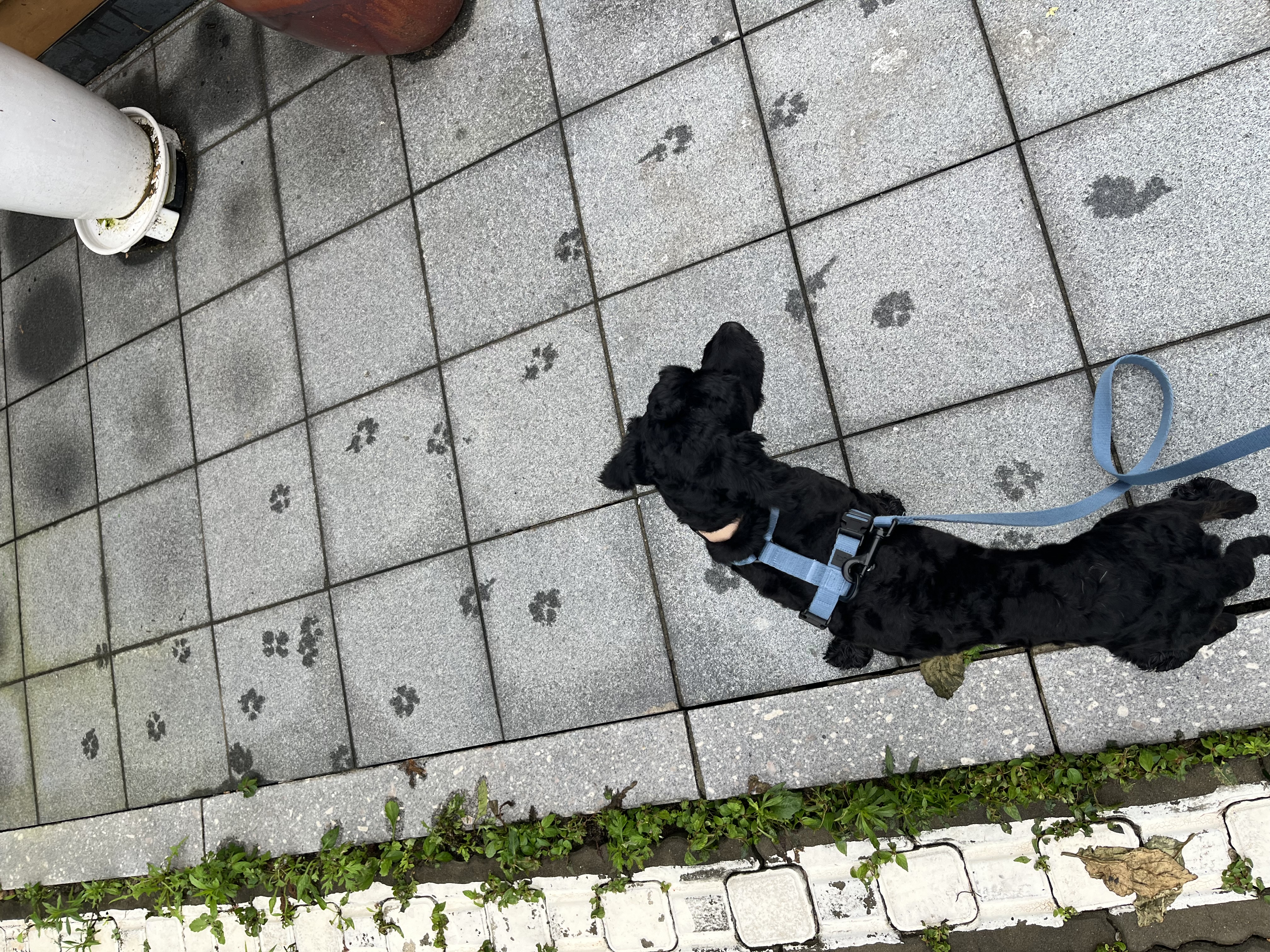 쿠스코 한달차 임보일기